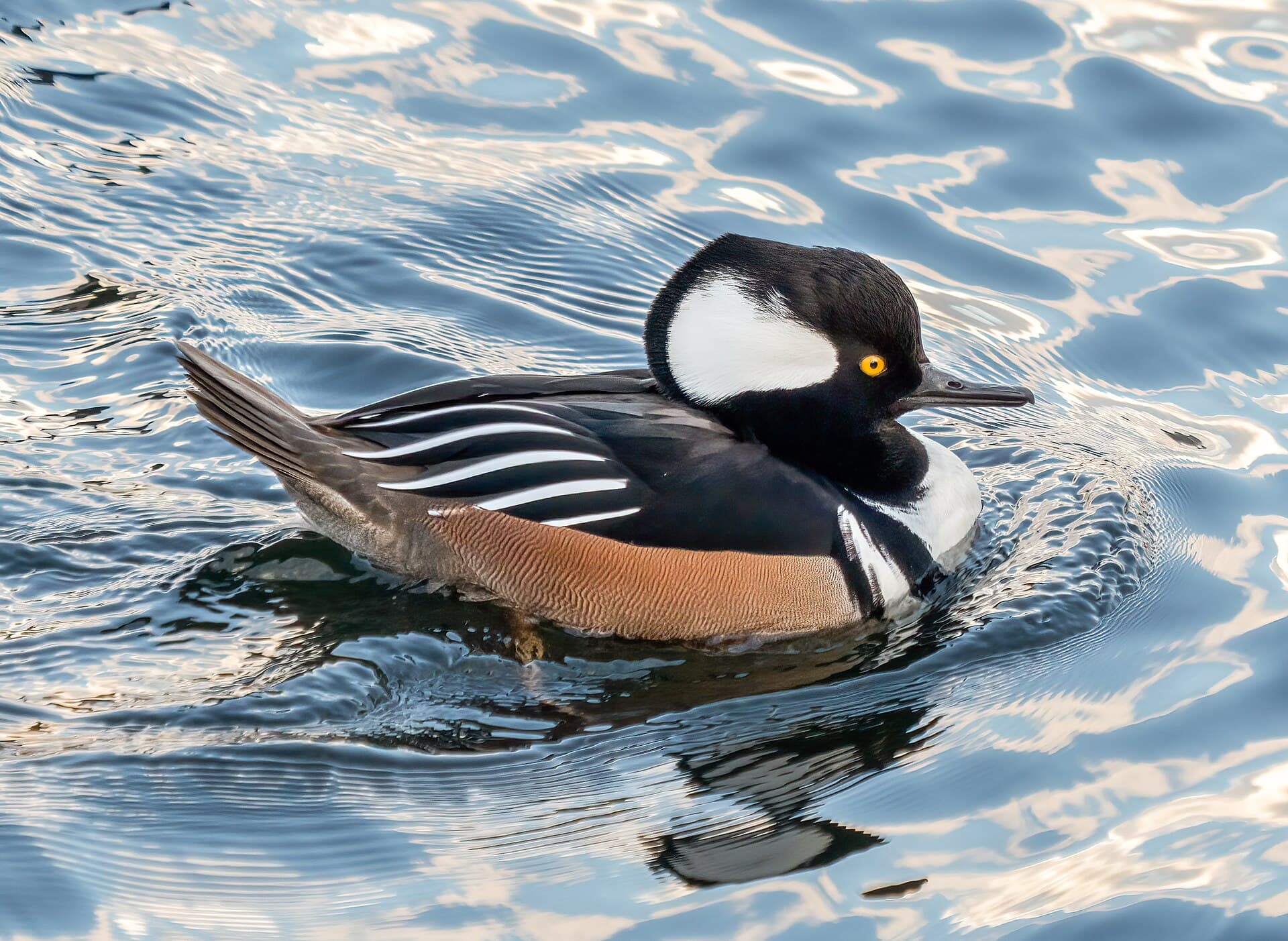 Kuifzaagbek (Lophodytes cucullatus) - Hooded merganser male in Central Park (95790)