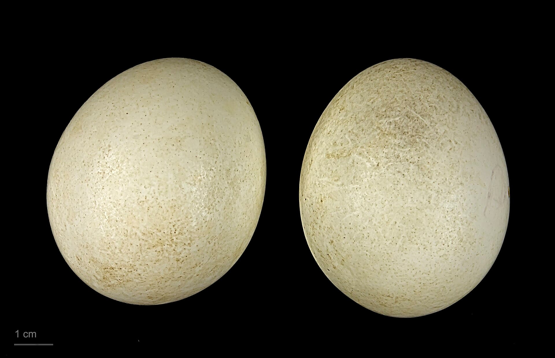 Kuifzaagbek (Lophodytes cucullatus) - Lophodytes cucullatus MHNT.ZOO.2010.11.33.2