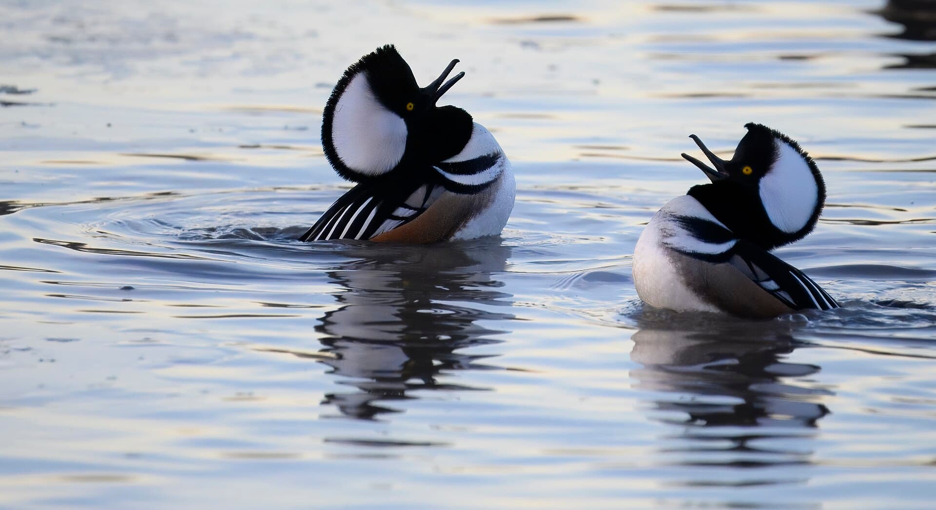 Kuifzaagbek (Lophodytes cucullatus) - Hooded merganser huntley meaadows 12.16.23 DSC 3023-topaz-denoiseraw-sharpen