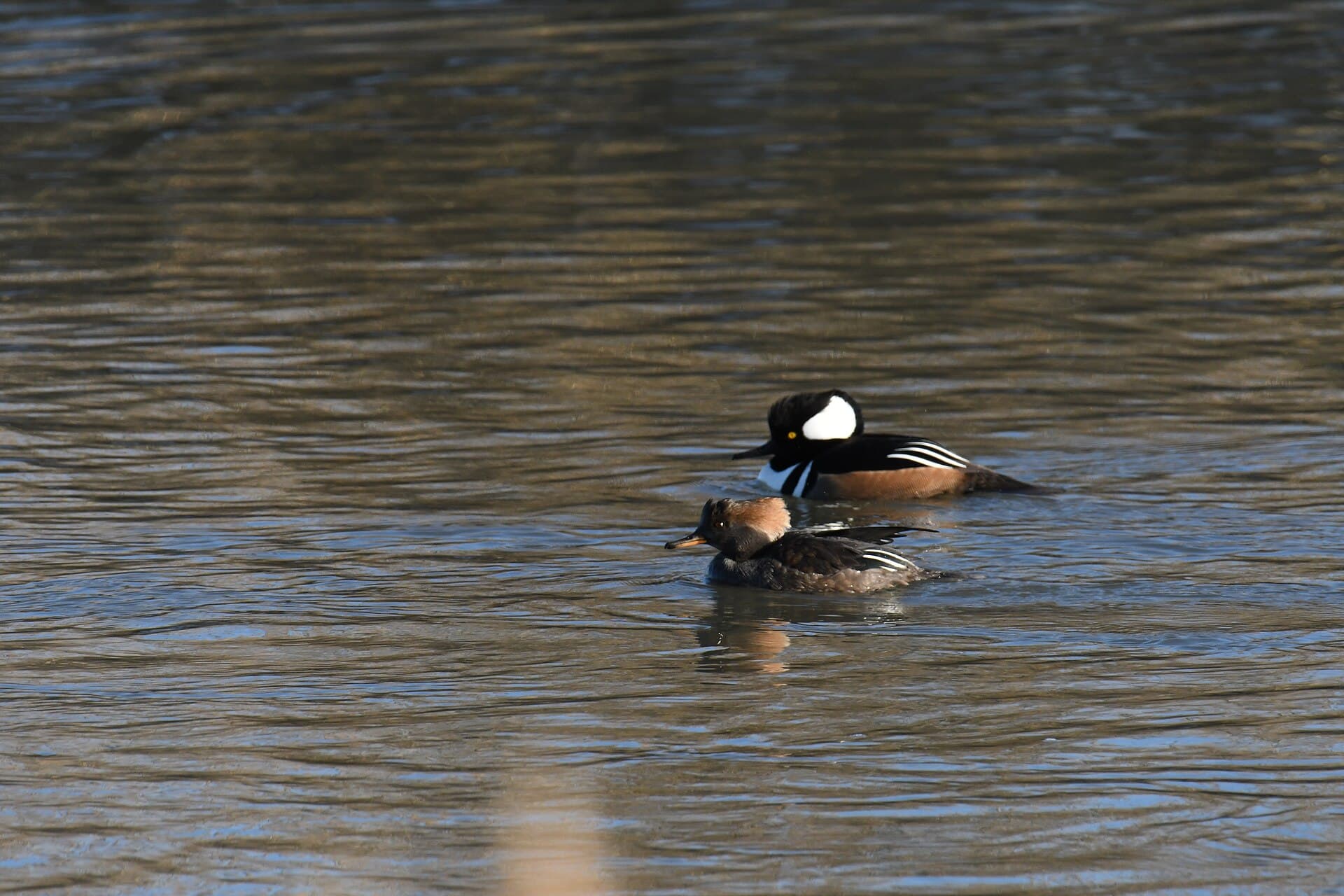 Kuifzaagbek (Lophodytes cucullatus) - Hooded merganser bombay hook nwr 12.25.22 DSC 3574