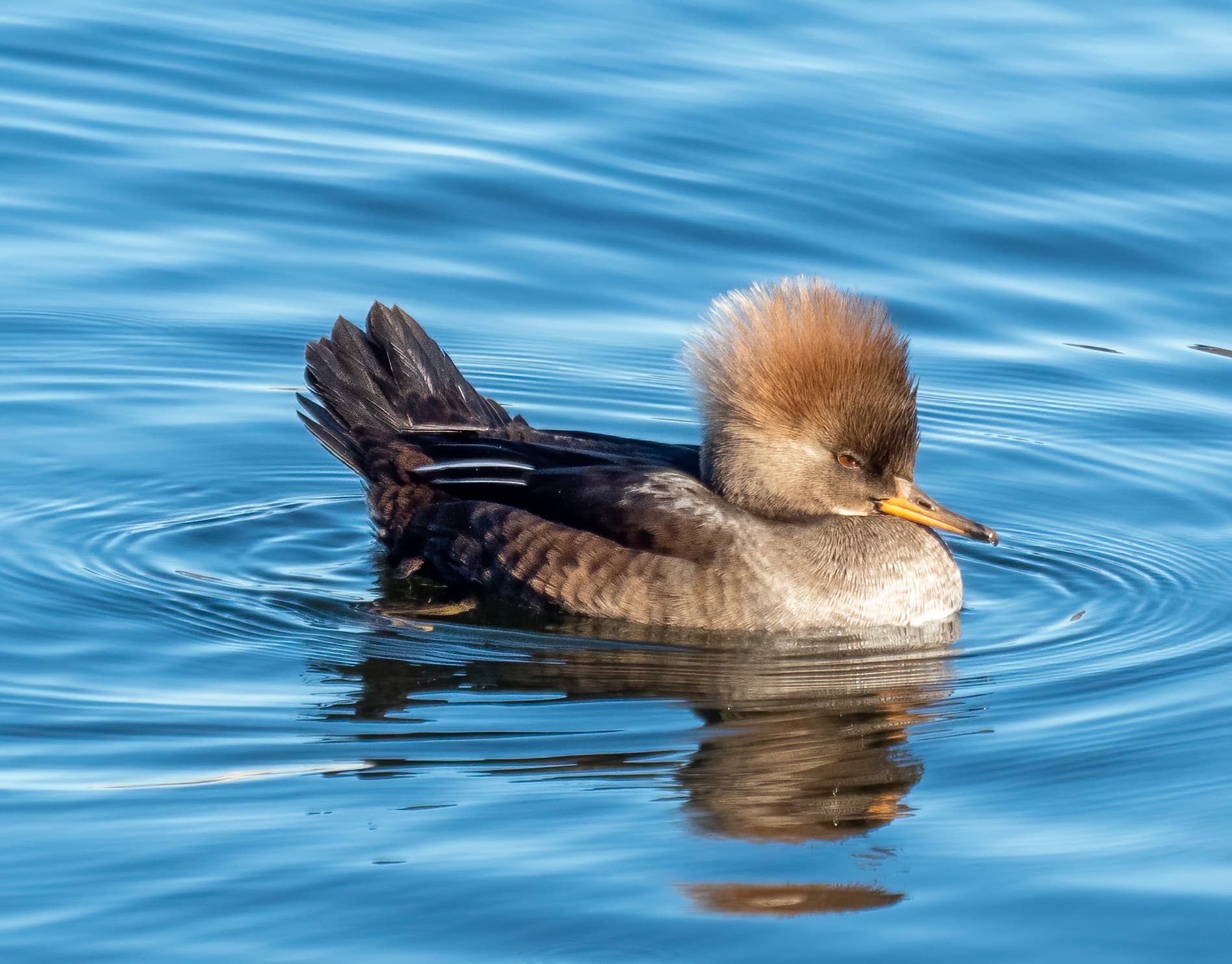 Kuifzaagbek (Lophodytes cucullatus) - Hooded merganser female in CP (40676)
