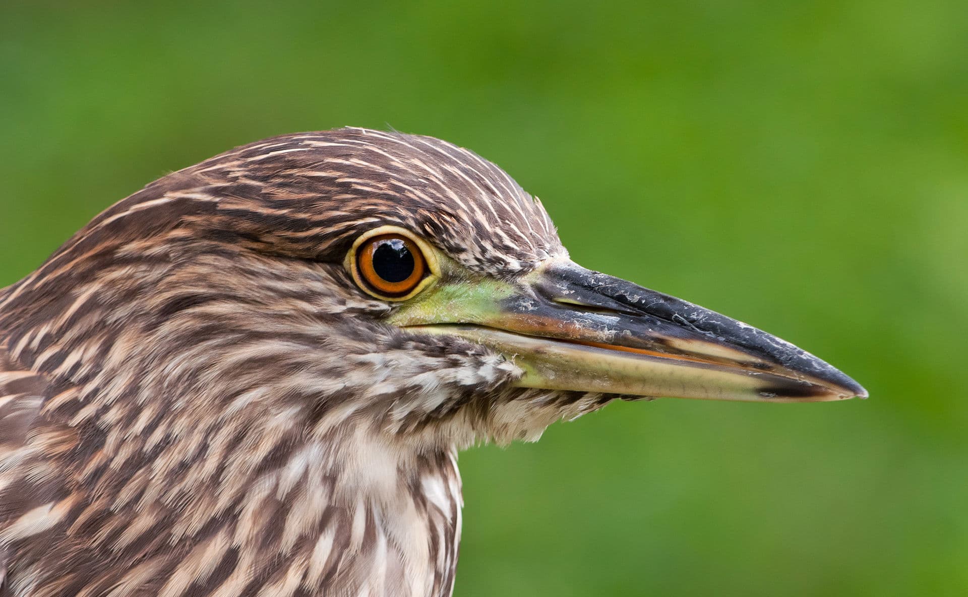 Kwak (Nycticorax nycticorax) - Venezuela - Caracas - Guaco juvenil - Nycticorax nycticorax
