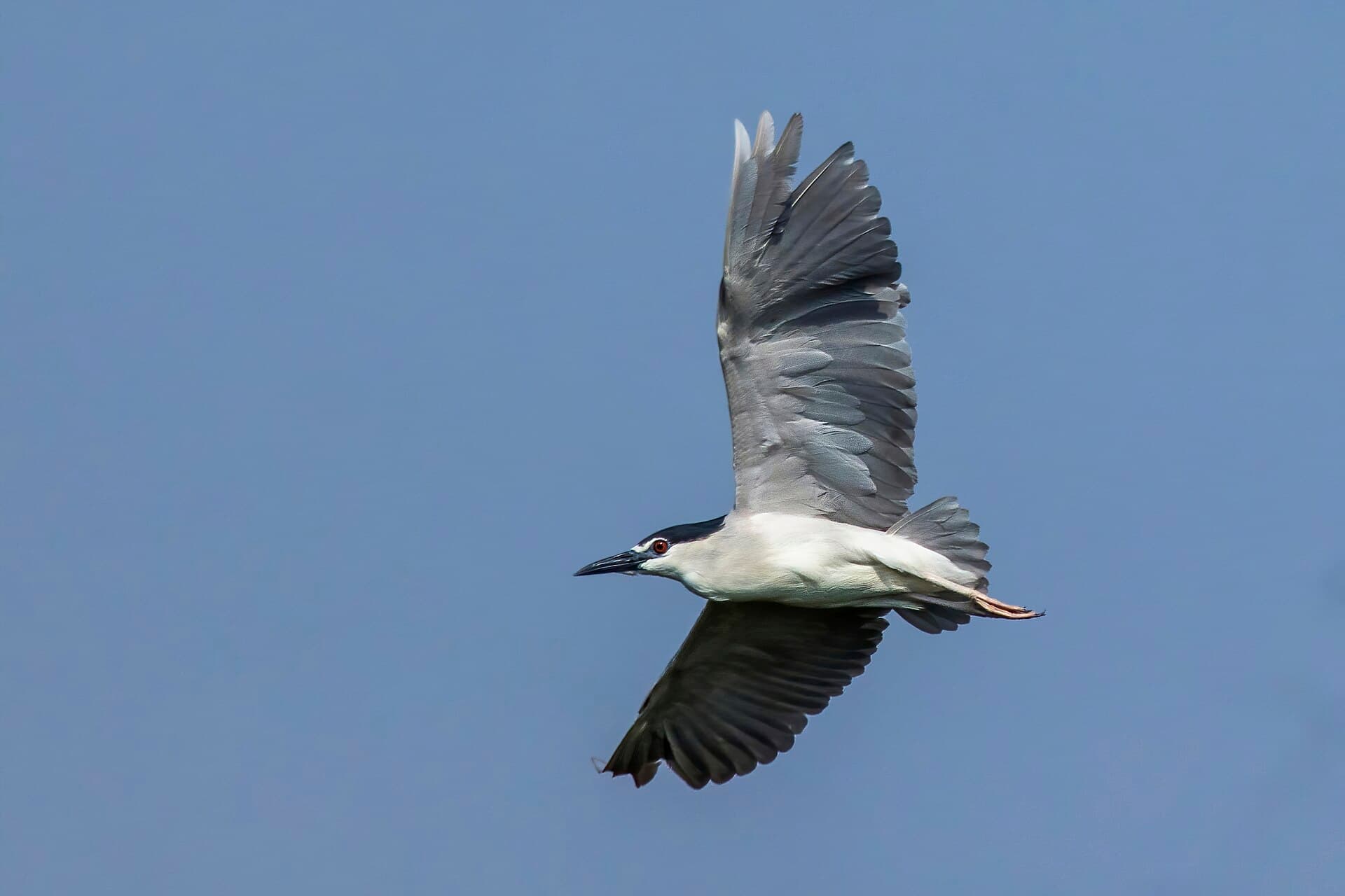 Kwak (Nycticorax nycticorax) - Black-crowned night heron (Nycticorax nycticorax) in flight