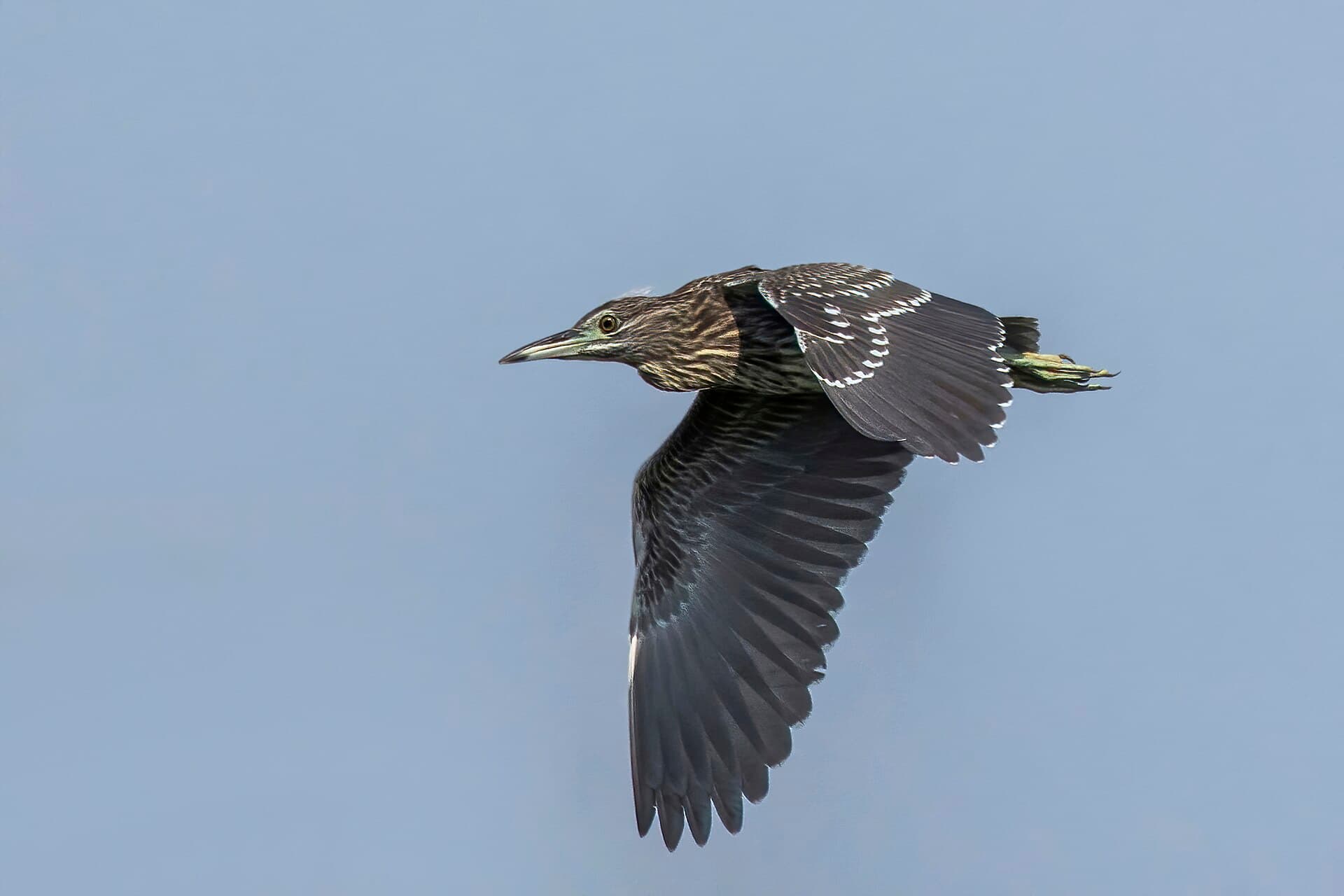 Kwak (Nycticorax nycticorax) - Black-crowned night heron (Nycticorax nycticorax) juvenile in flight