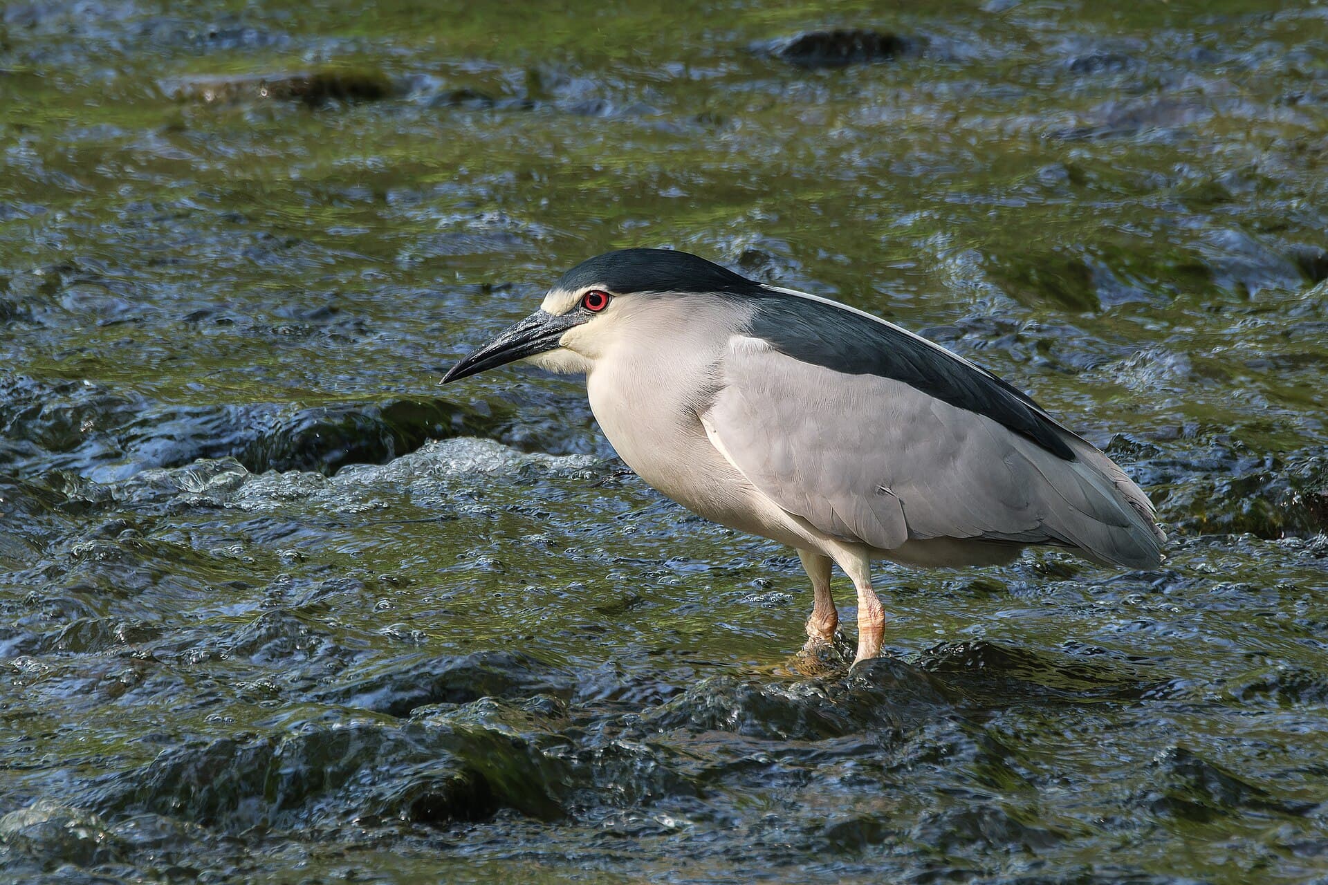 Kwak (Nycticorax nycticorax) - Kvakoš noční (Nycticorax nycticorax) – Přírodní park Smetanka