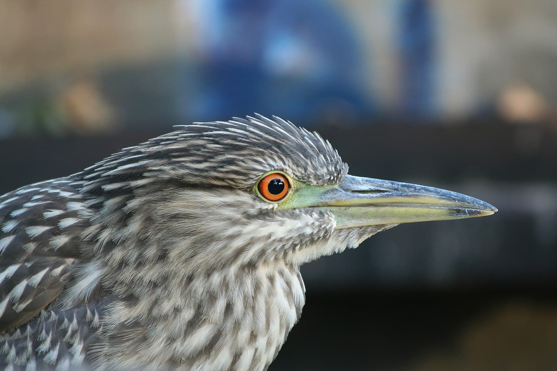 Kwak (Nycticorax nycticorax) - Young night heron