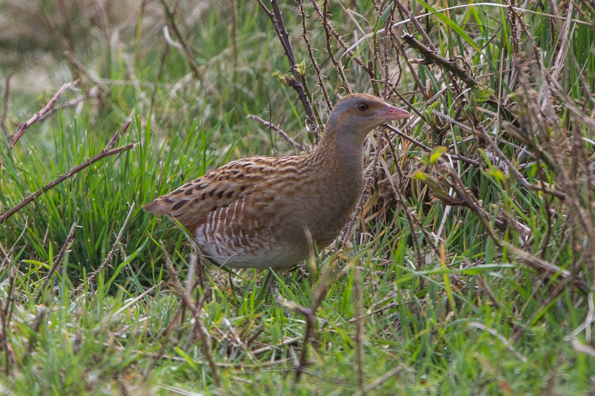 Kwartelkoning (Crex crex) - Crex crex, Beachy Head 8