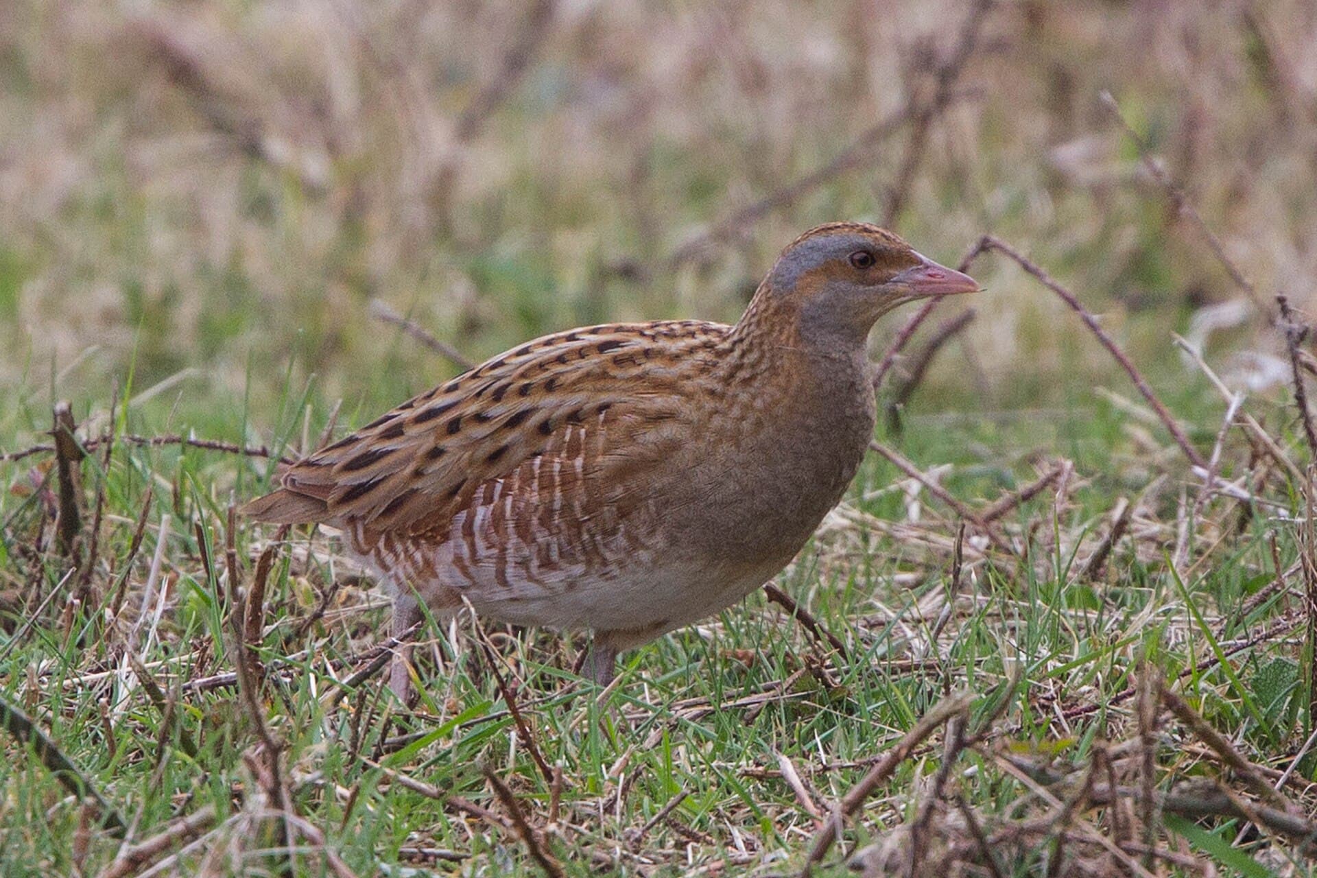 Kwartelkoning (Crex crex) - Crex crex, Beachy Head 1