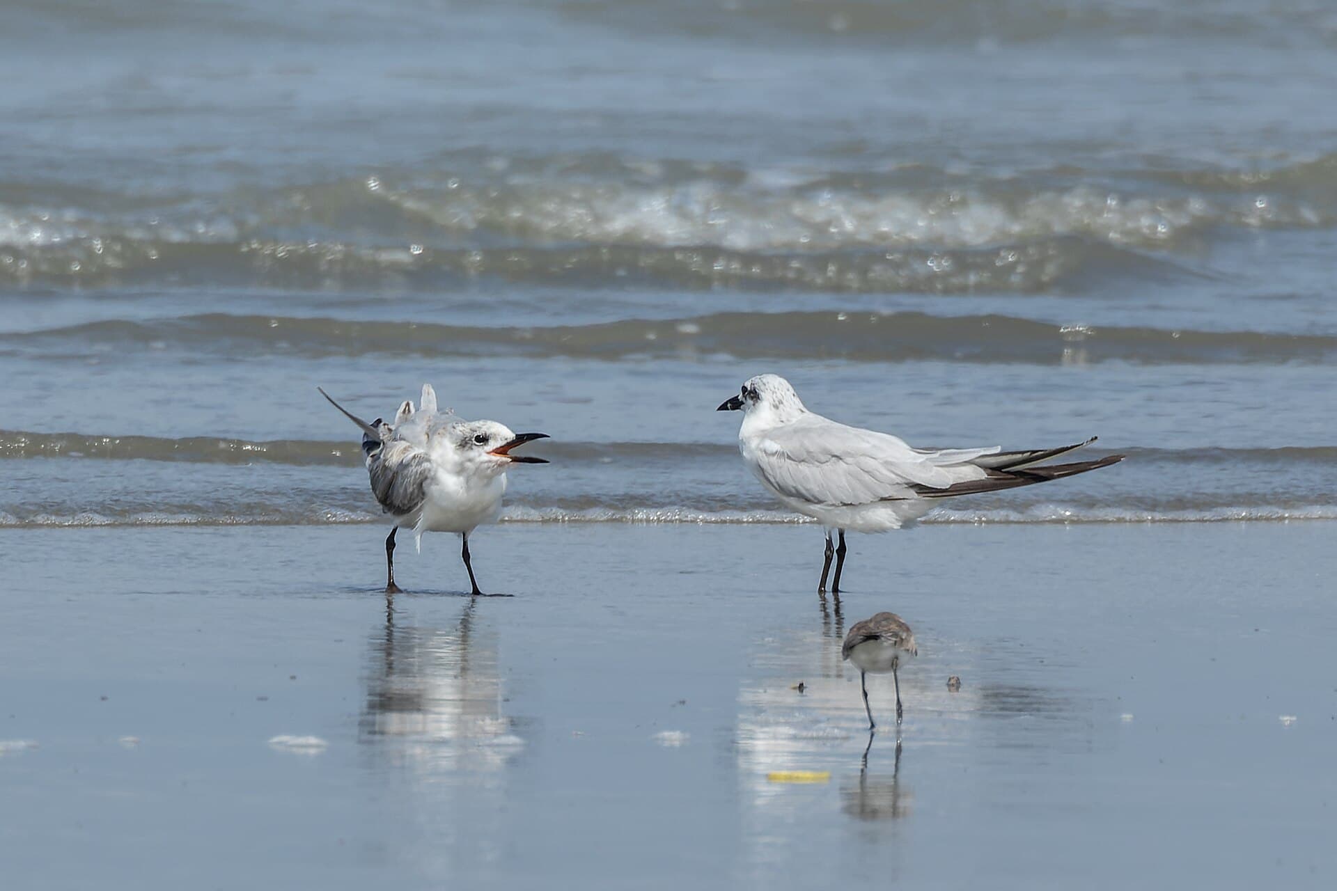 Lachstern (Gelochelidon nilotica) - Gull-billed Tern by Tisha Mukherjee 08