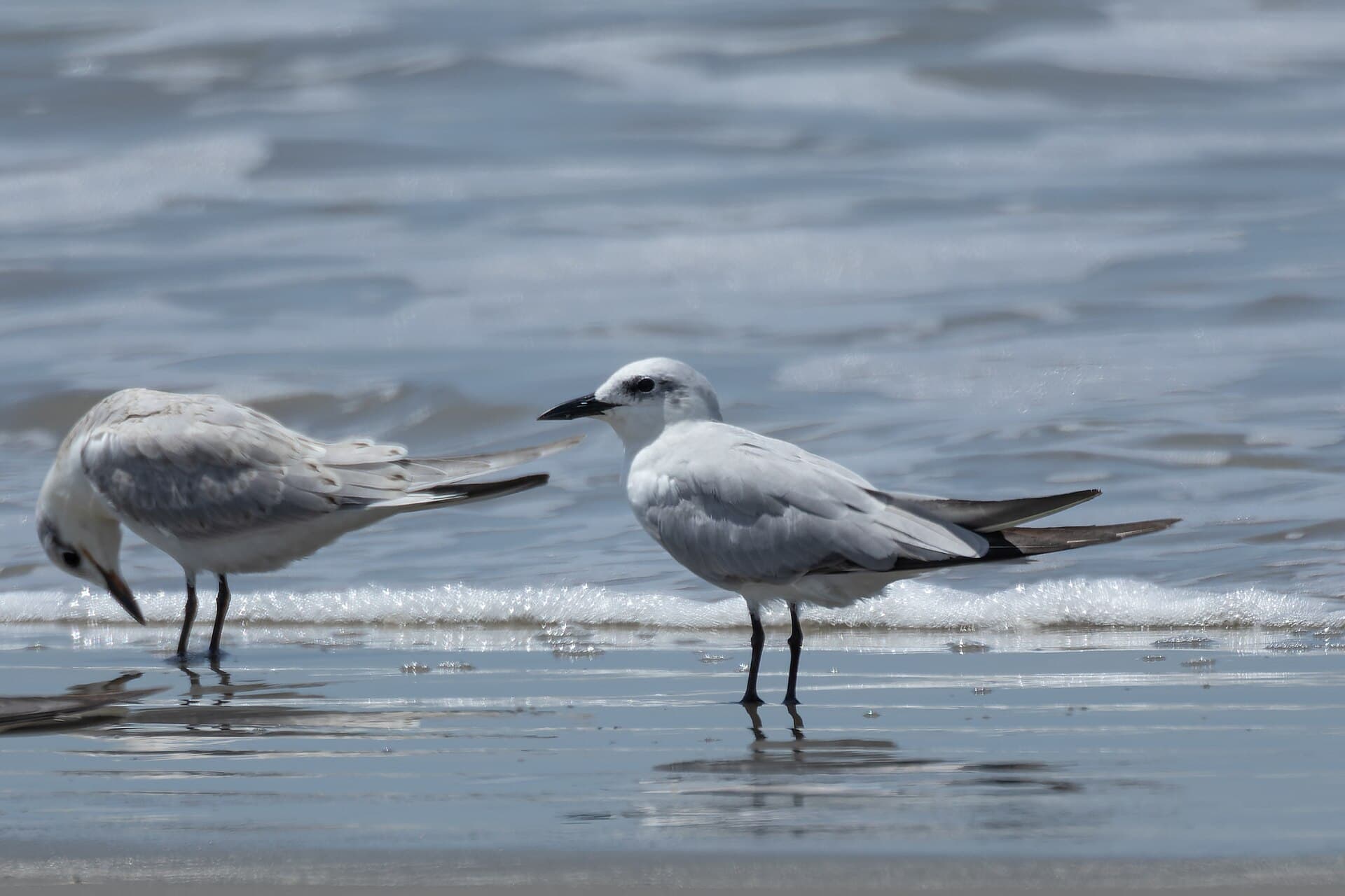 Lachstern (Gelochelidon nilotica) - Gull-billed Tern by Tisha Mukherjee 01