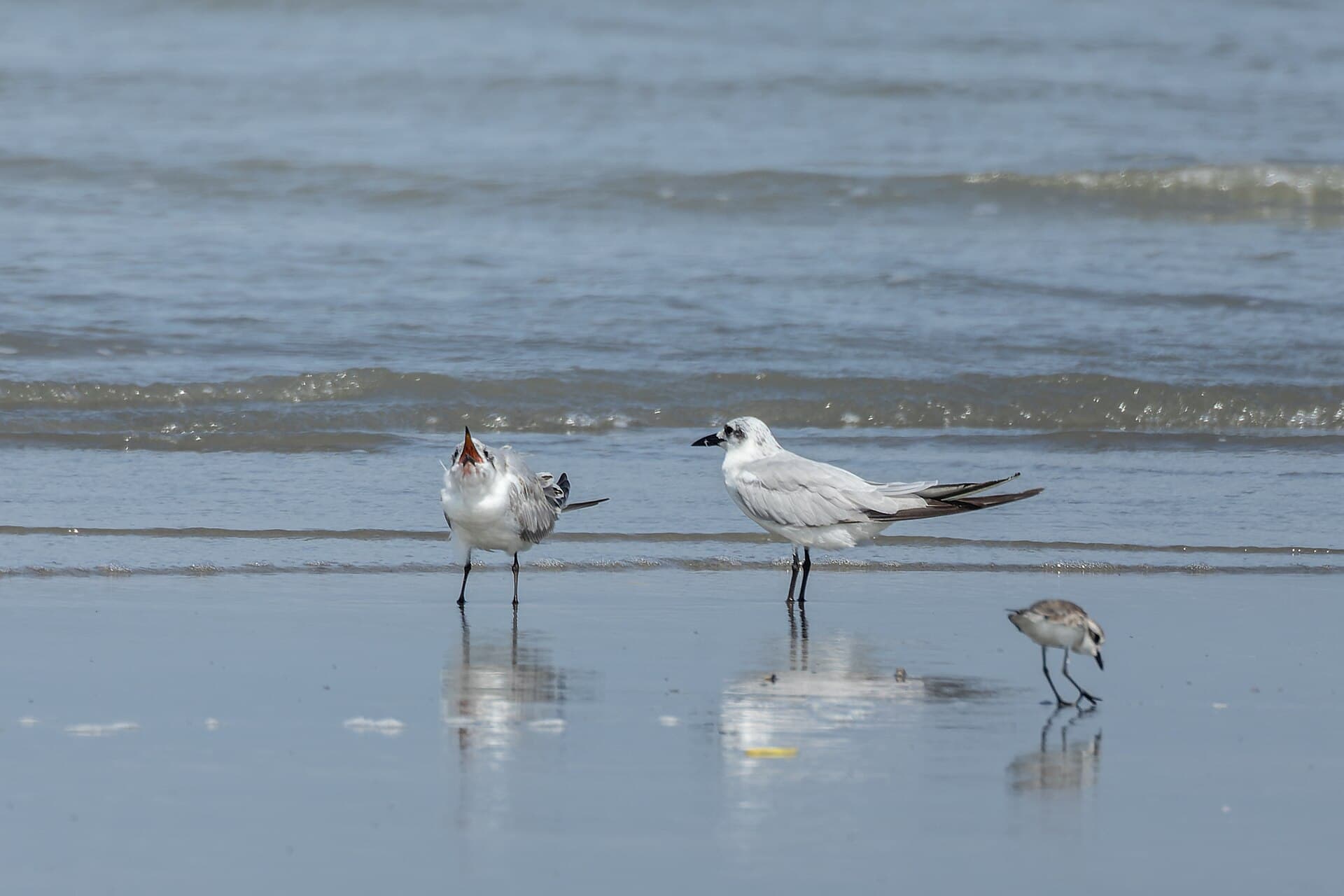 Lachstern (Gelochelidon nilotica) - Gull-billed Tern by Tisha Mukherjee 07