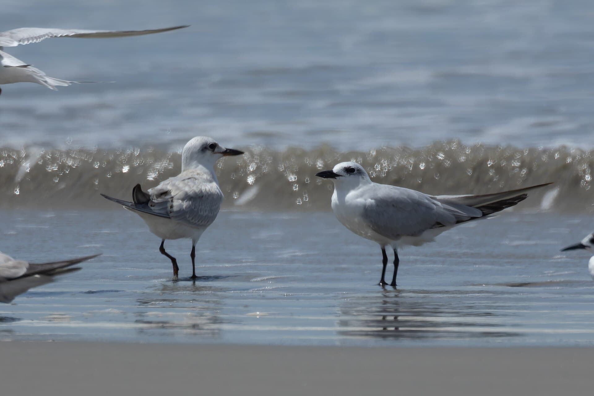 Lachstern (Gelochelidon nilotica) - Gull-billed Tern by Tisha Mukherjee 04