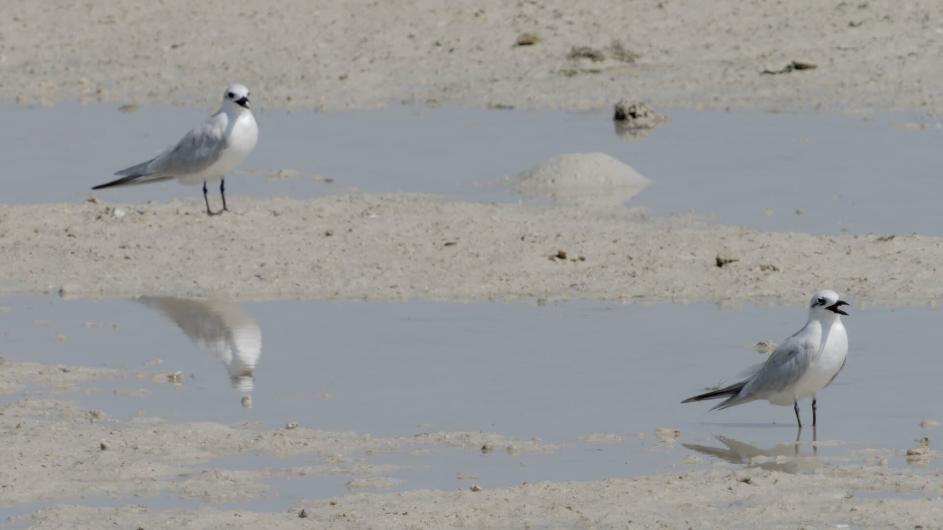 Lachstern (Gelochelidon nilotica) - Gull-billed Tern, Bahrain 2