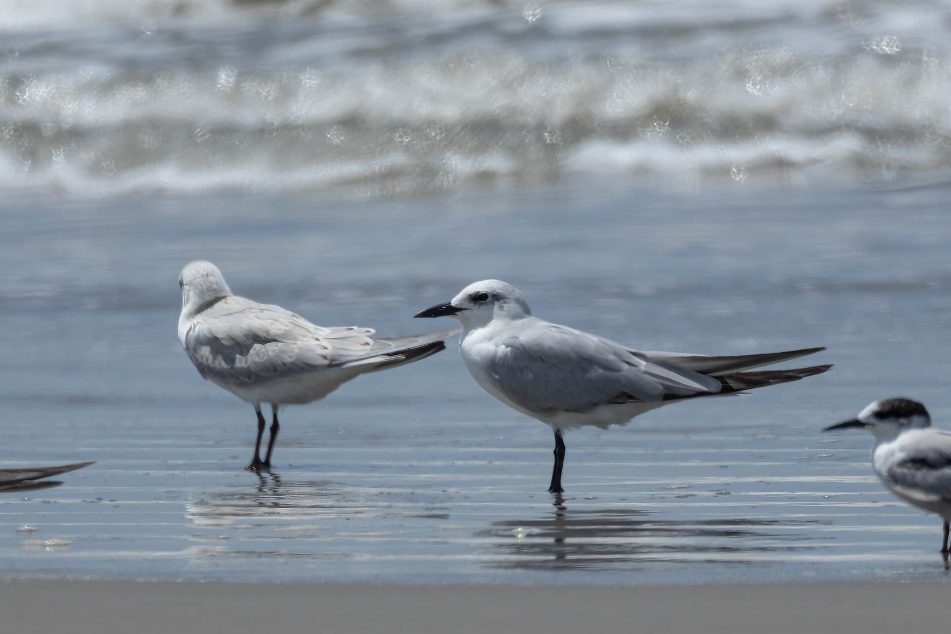 Lachstern (Gelochelidon nilotica) - Gull-billed Tern by Tisha Mukherjee 02