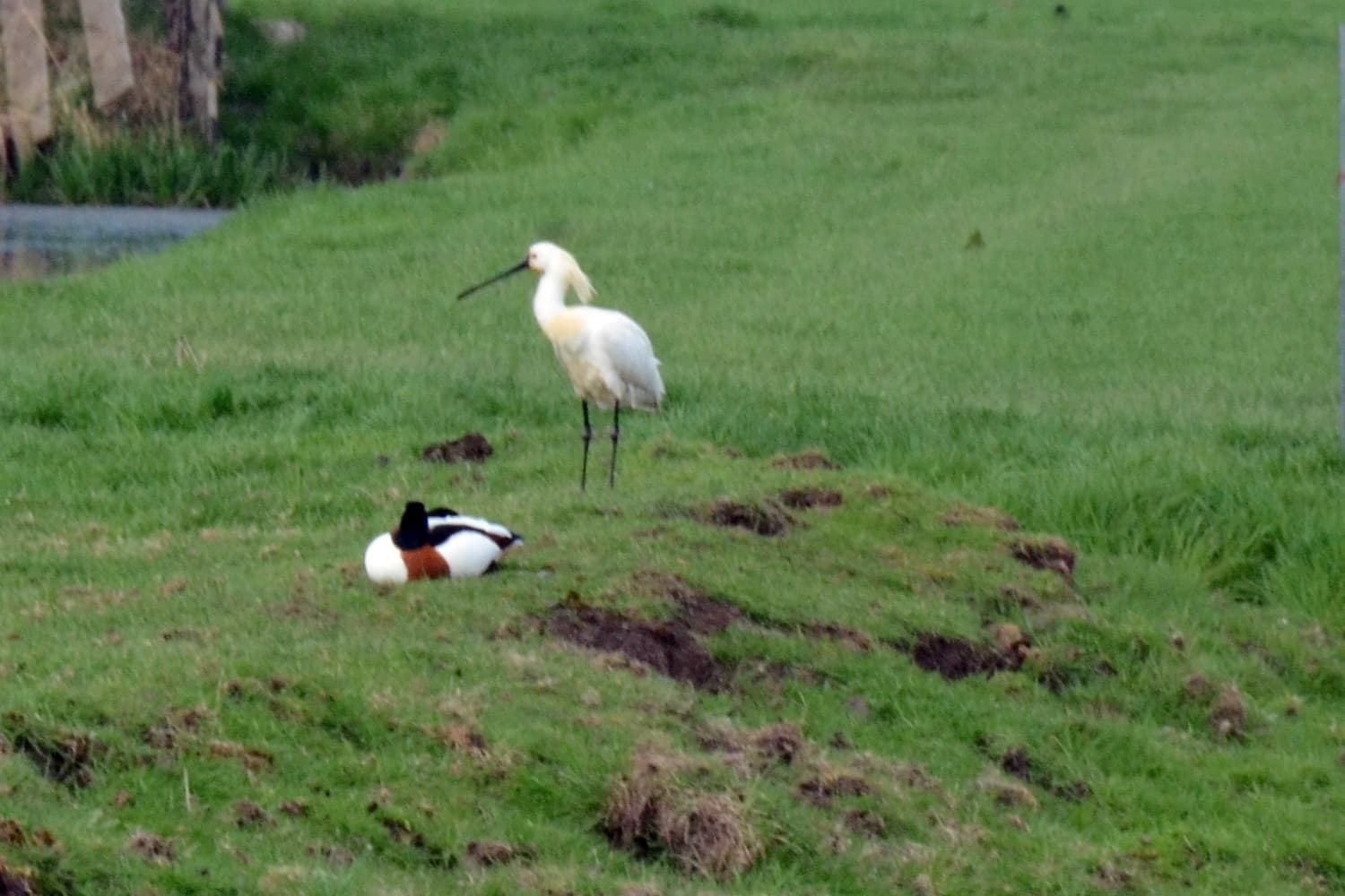 Lepelaar (Platalea leucorodia) - Lovely birds at Ransdorp - panoramio