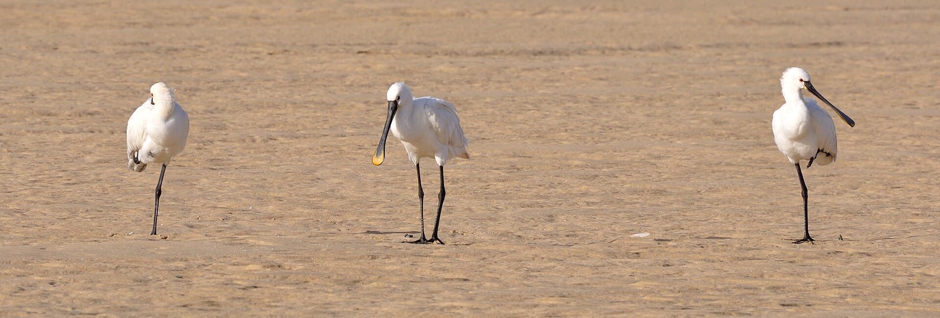 Lepelaar (Platalea leucorodia) - 2012-01-20 17-33-18 Spain Canarias Jandía