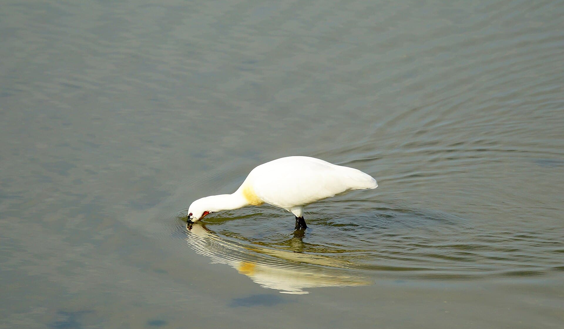 Lepelaar (Platalea leucorodia) - Lepelaar (27485674136)