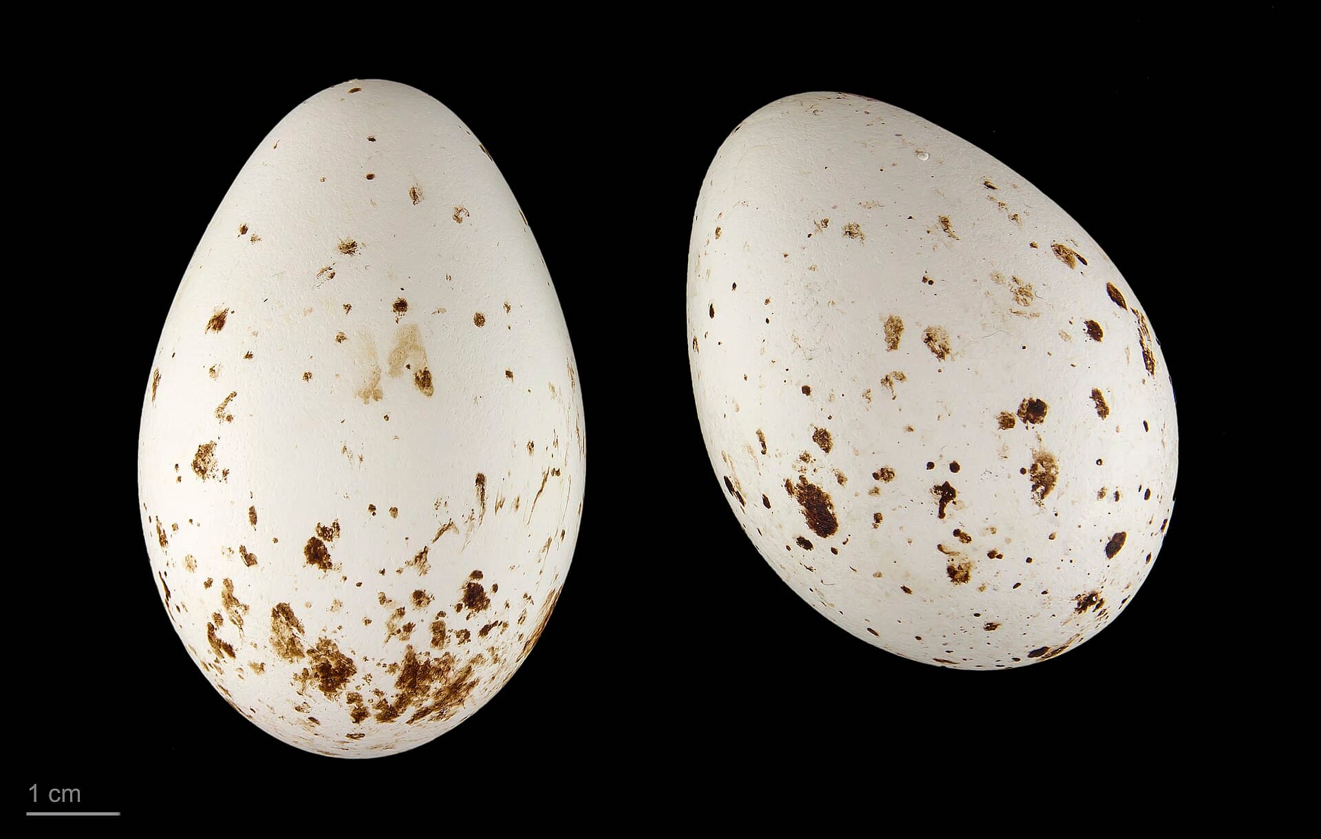 Lepelaar (Platalea leucorodia) - Platalea leucorodia MHNT.ZOO.2010.11.61.1