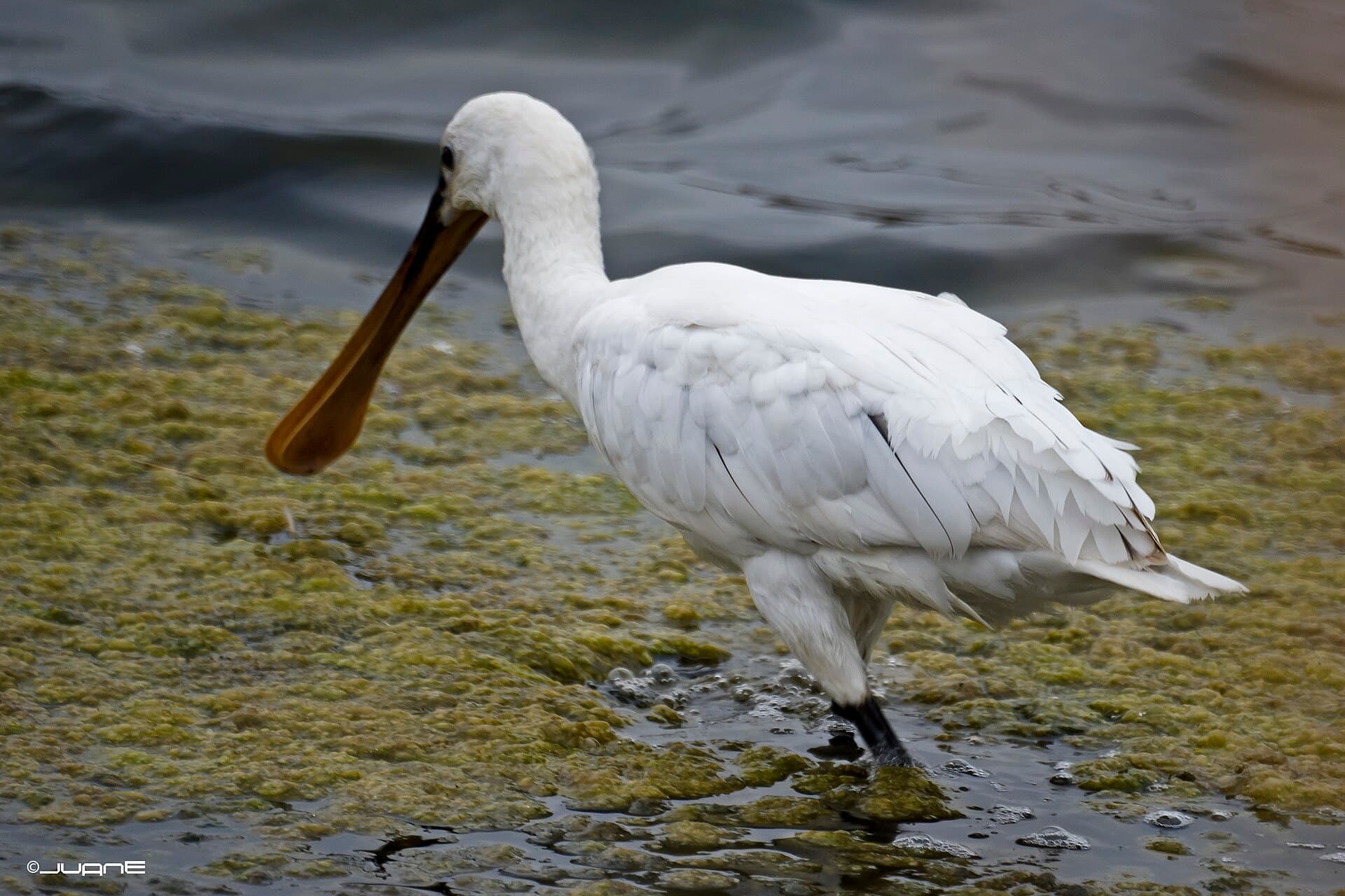 Lepelaar (Platalea leucorodia) - Espátula - Platalea leucorodia (Threskiornithidae) (6847762596)