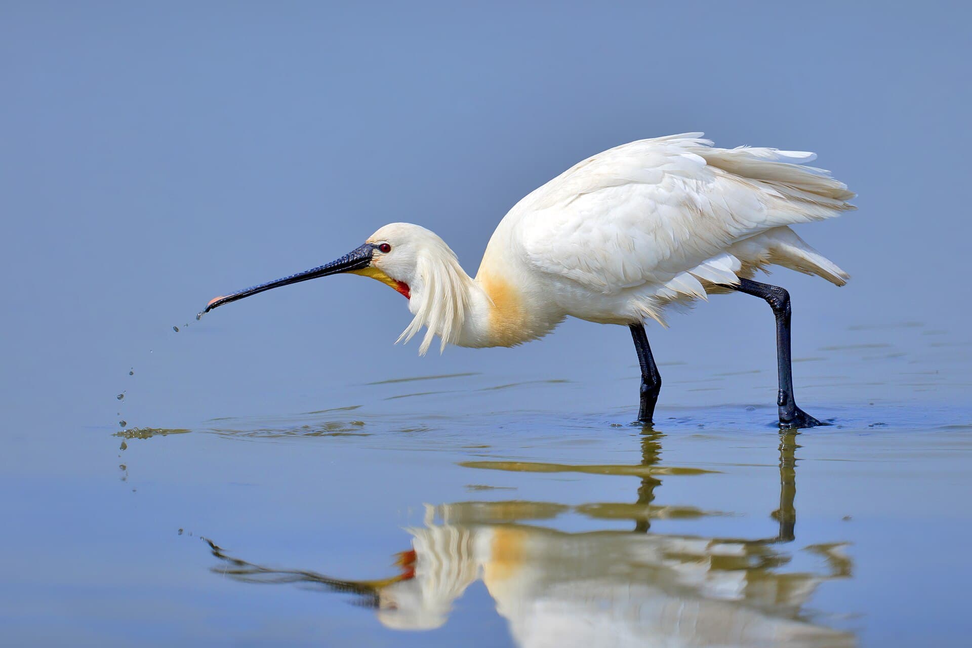 Lepelaar (Platalea leucorodia) - Eurasian Spoonbill