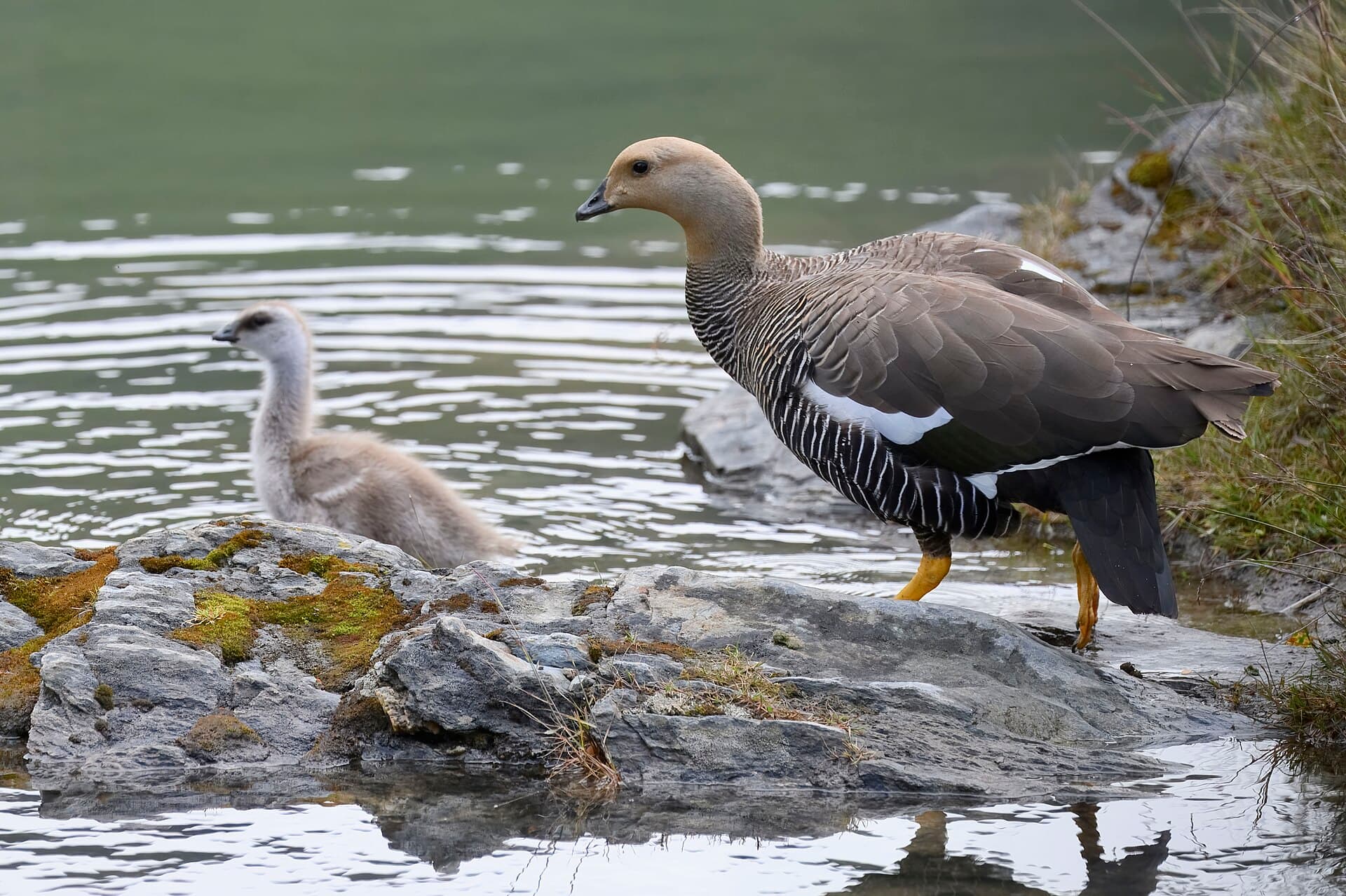 magelhaengans (Chloephaga picta) - Upland goose tierra del fuego np 1.12.25 DSC 1988-topaz-rawdenoise