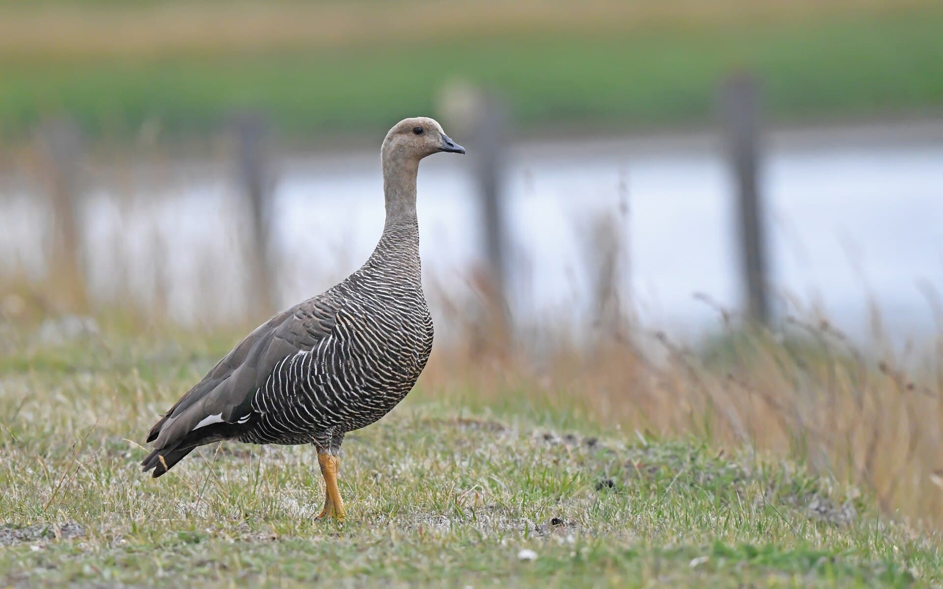 magelhaengans (Chloephaga picta) - Chloephaga picta 379619621