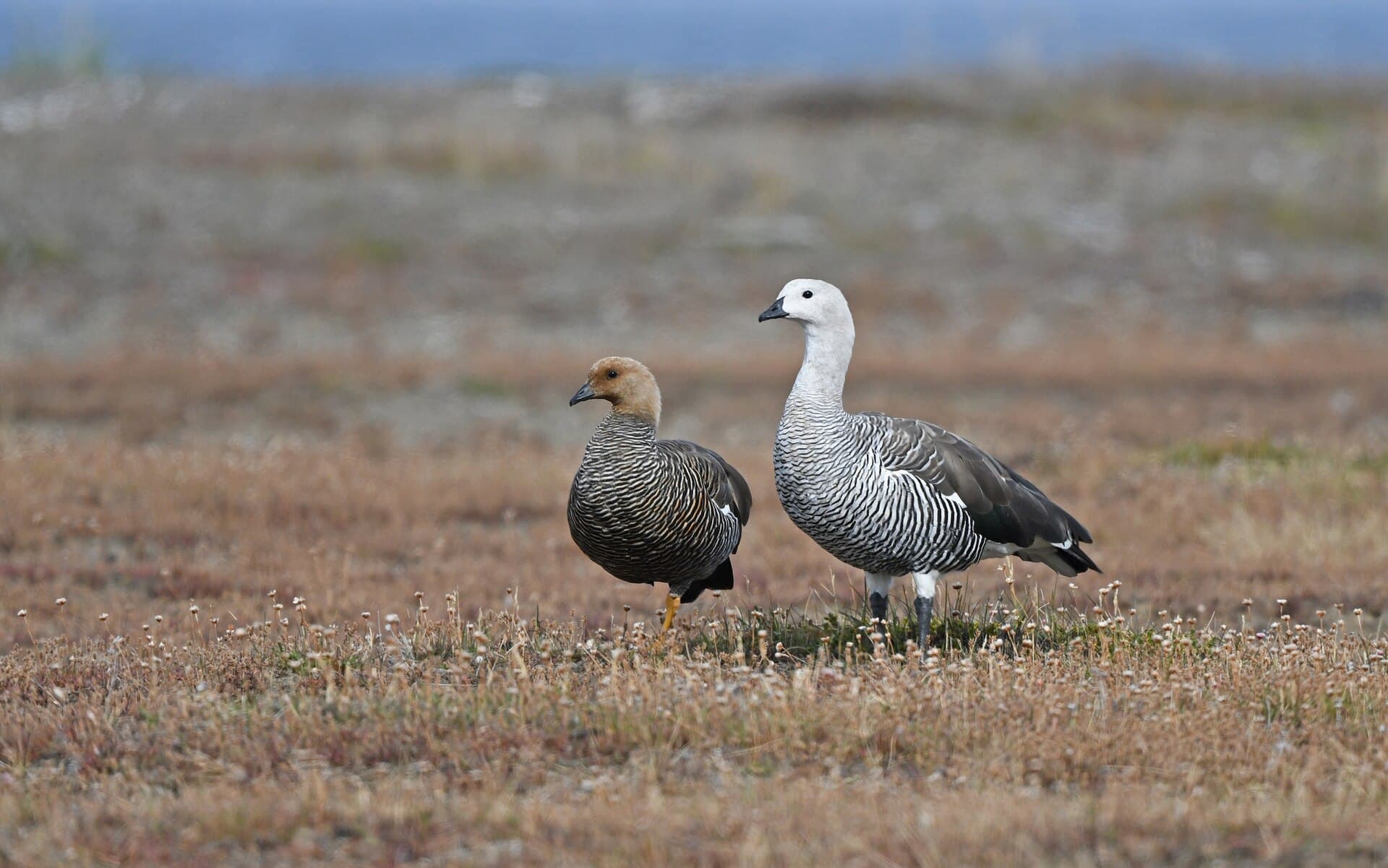 magelhaengans (Chloephaga picta) - Chloephaga picta 379621719