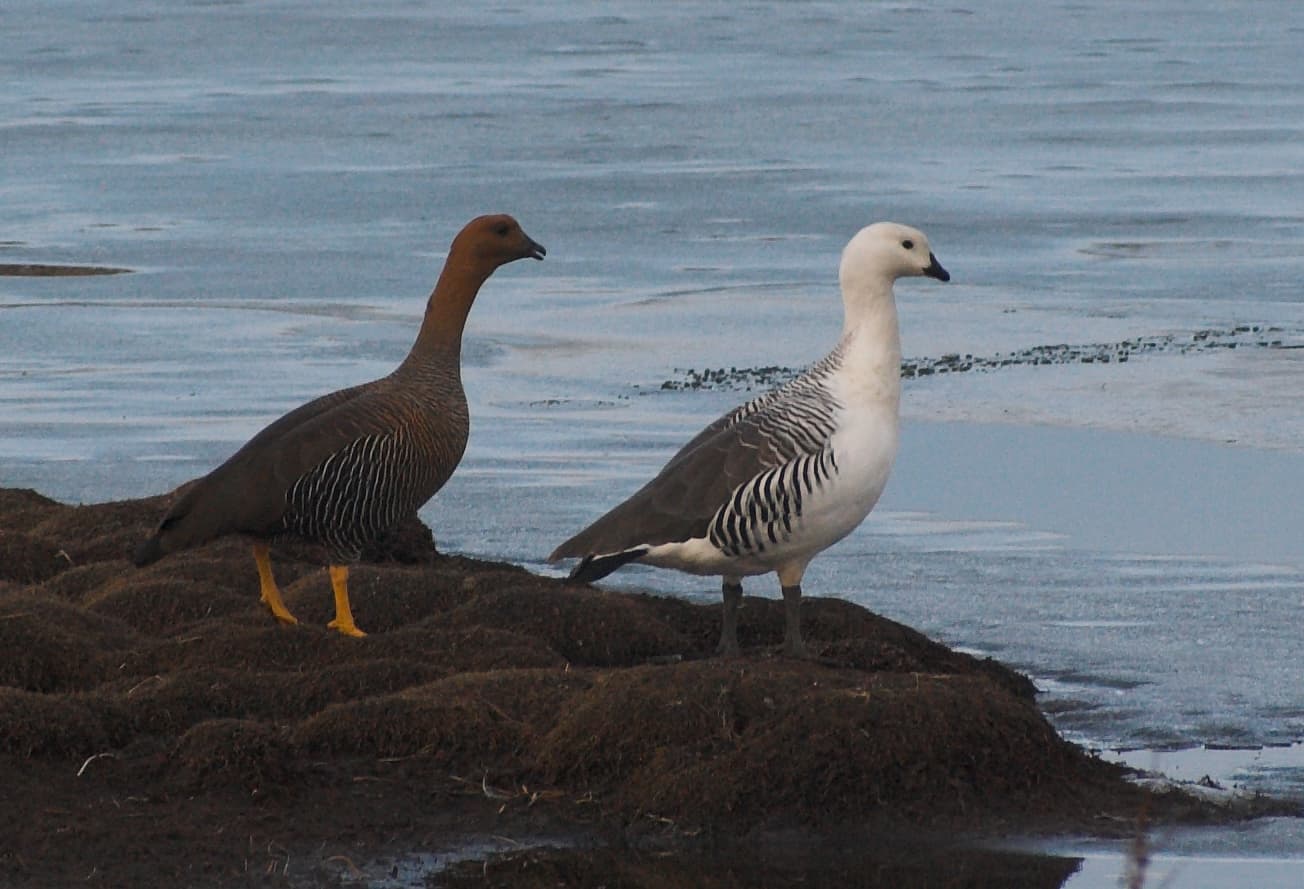magelhaengans (Chloephaga picta) - Chloephaga picta
