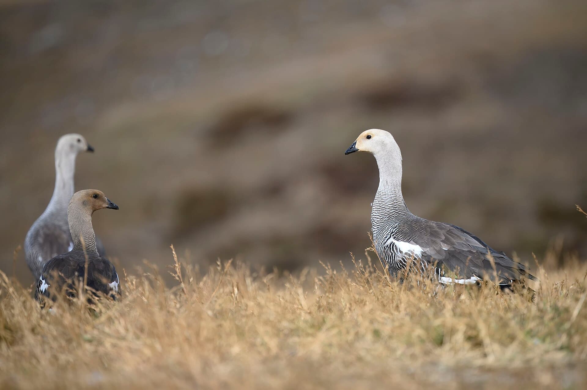 magelhaengans (Chloephaga picta) - Upland goose magdalena island boat trip 1.19.25 DSC 2564-topaz-rawdenoise