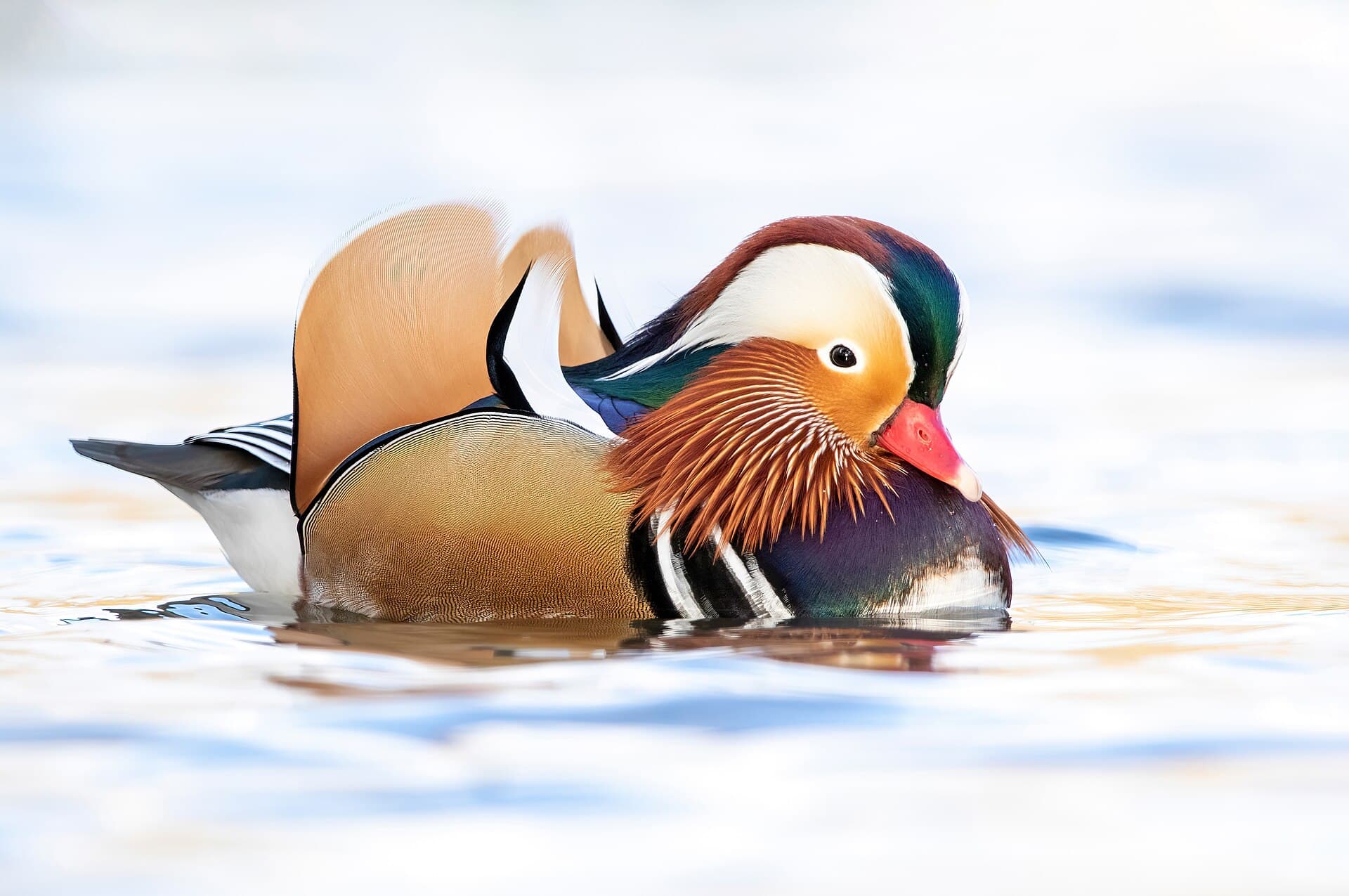 Mandarijneend (Aix galericulata) - Mandarin duck (Aix galericulata)