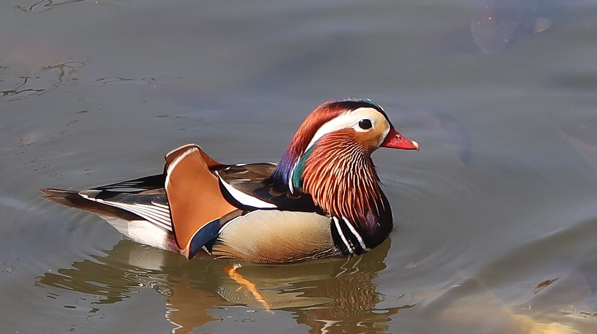 Mandarijneend (Aix galericulata) - A male mandarin duck in the Yuanmingyuan Wetland in Beijing in March 2024