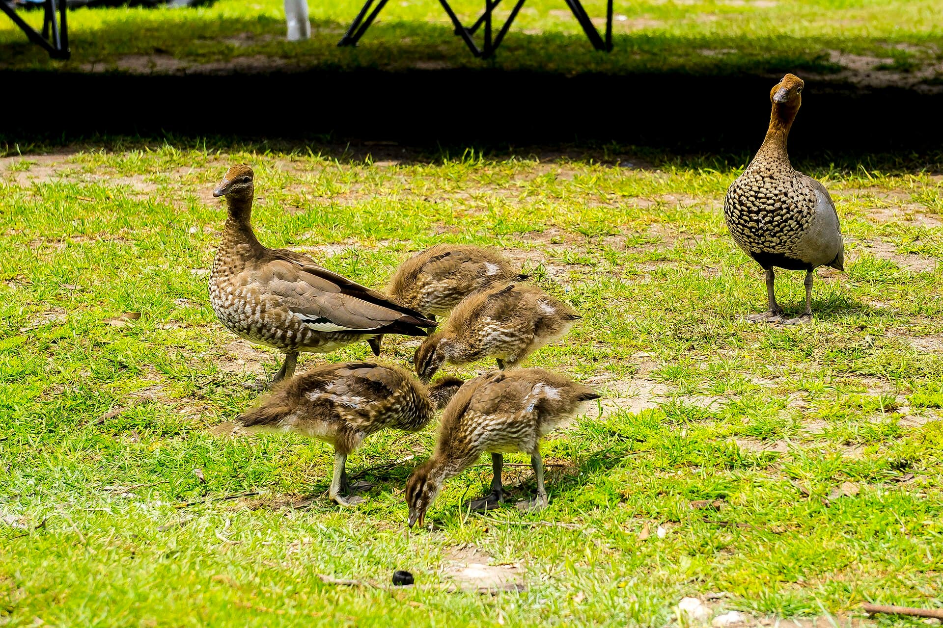Manengans (Chenonetta jubata) - Australian wood duck (32160187721)