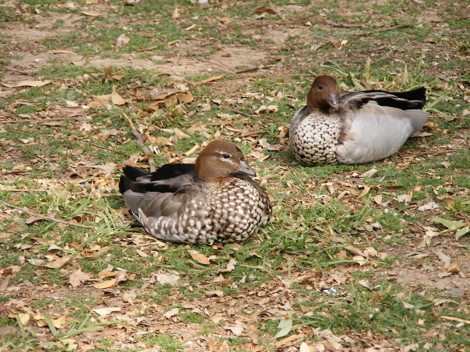 Manengans (Chenonetta jubata) - Chenonetta jubata in Mirambeena Regional Park