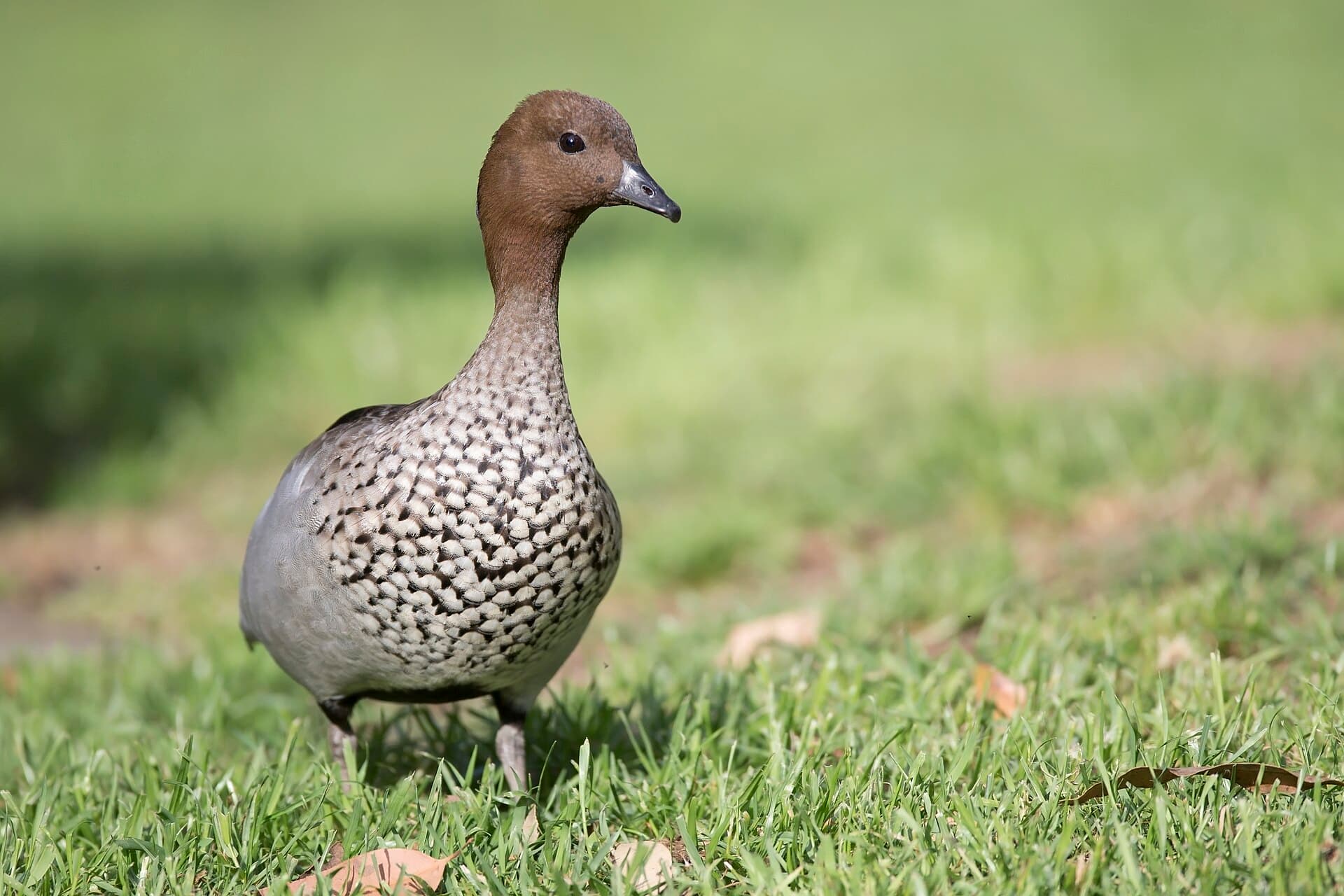 Manengans (Chenonetta jubata) - Chenonetta jubata male 2 - Lake Parramatta Reserve