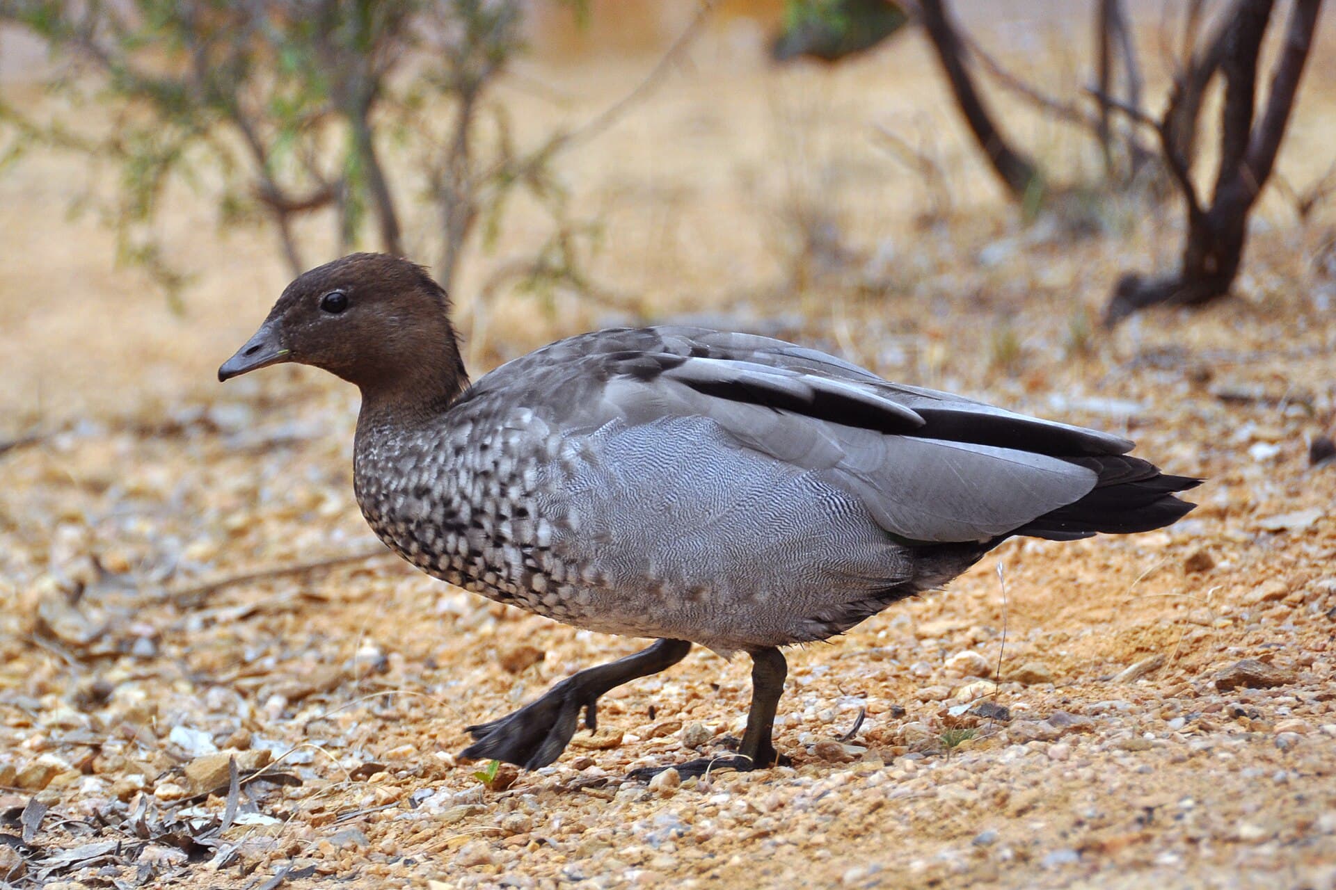 Manengans (Chenonetta jubata) - Australian wood duck Chenonetta jubata (8183941938)