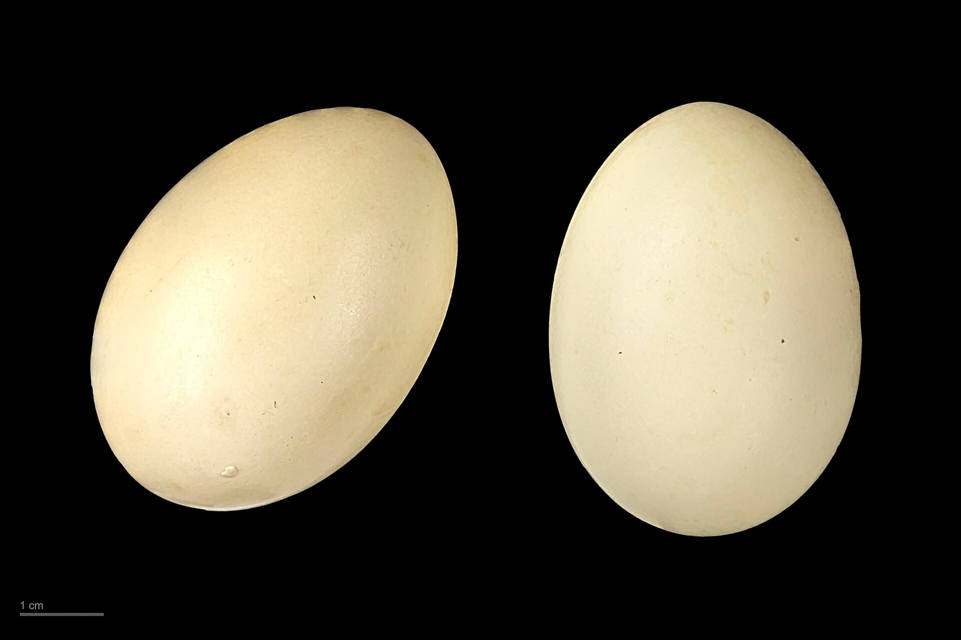 Marmereend (Marmaronetta angustirostris) - Marmaronetta angustirostris MHNT.ZOO.2010.11.18.5