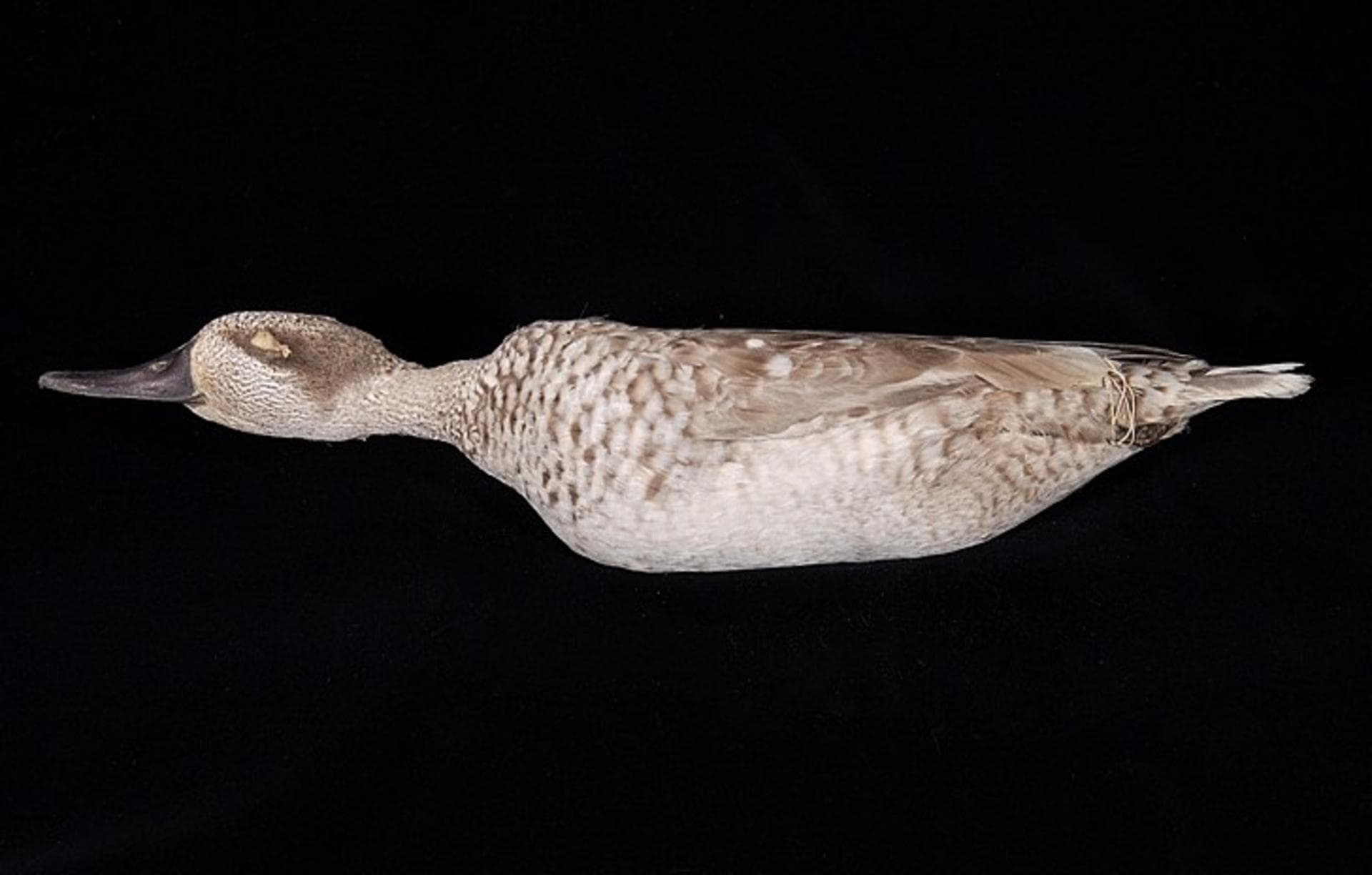 Marmereend (Marmaronetta angustirostris) - Naturalis Biodiversity Center - ZMA.AVES.41616 - Marmaronetta angustirostris Ménétriés, 1832 - Anatidae - skin specimen
