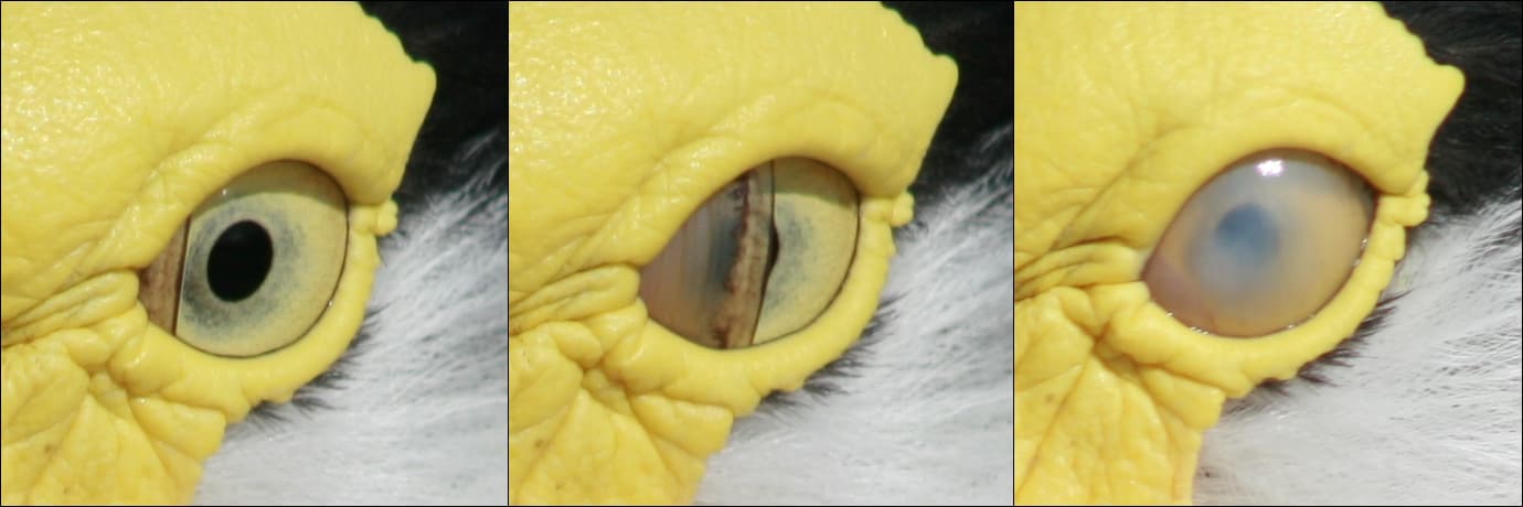 Maskerkievit (Vanellus miles) - Bird blink