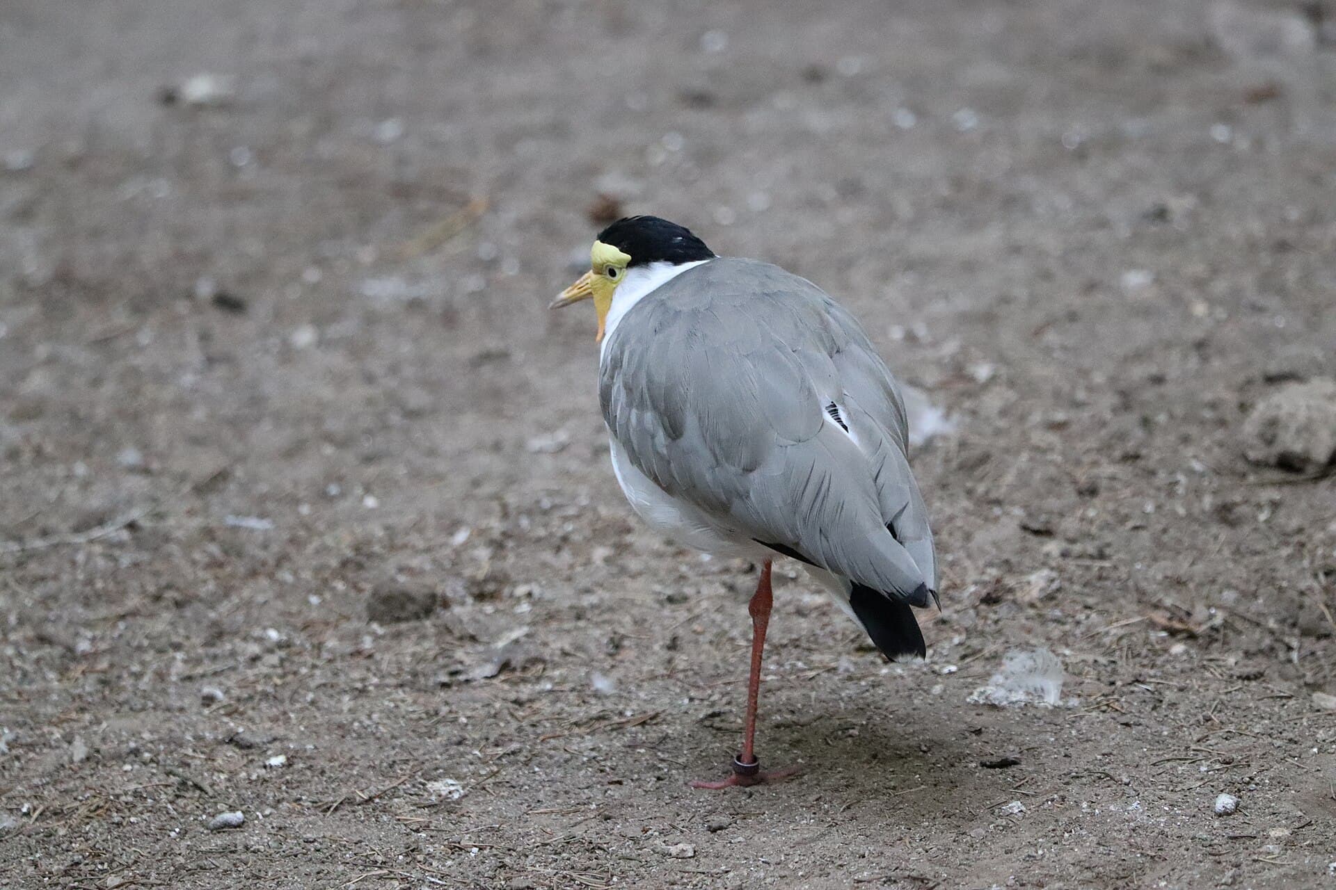 Maskerkievit (Vanellus miles) - Vanellus miles.001 - Avifauna