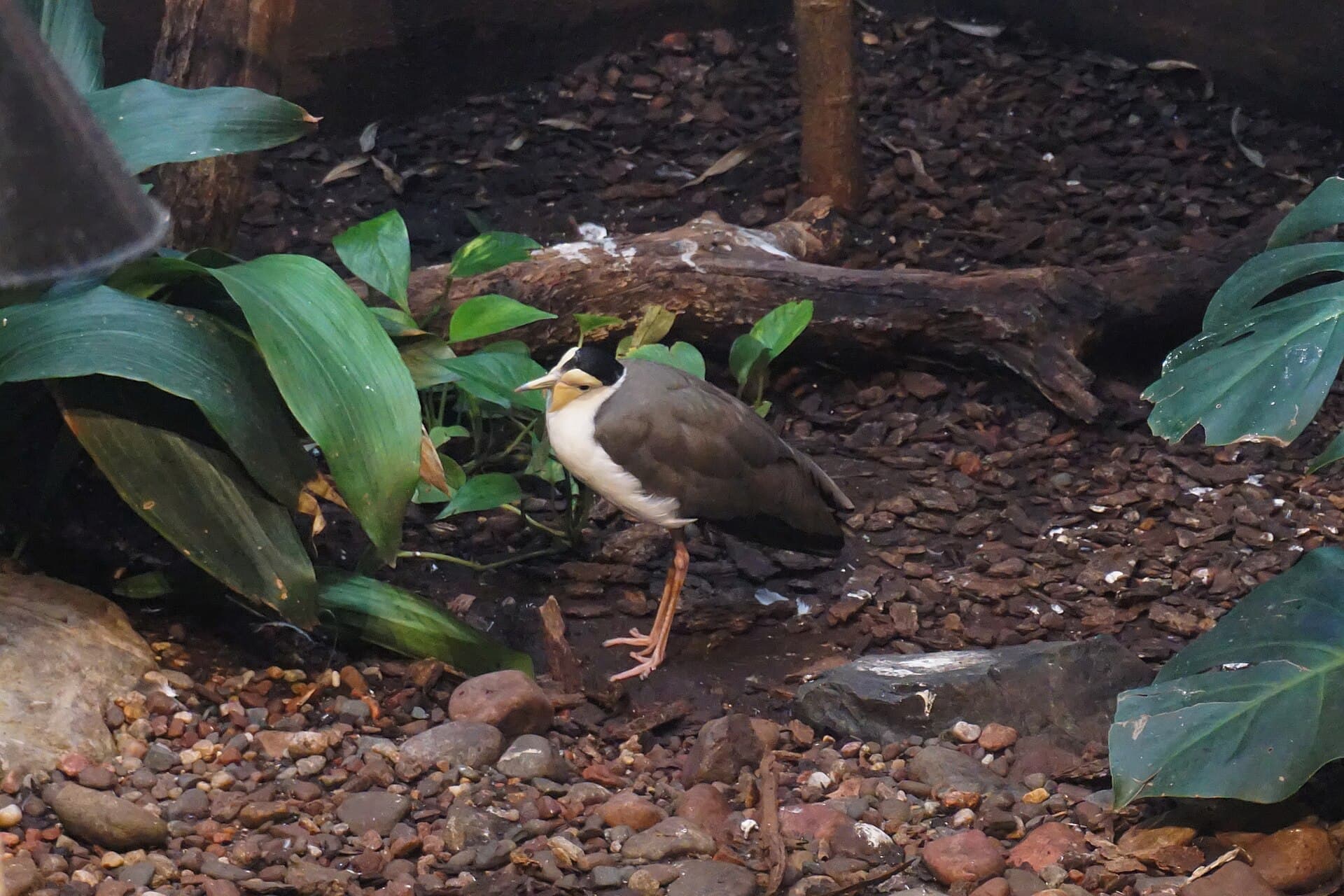Maskerkievit (Vanellus miles) - Milwaukee County Zoo August 2022 160 (masked lapwing)