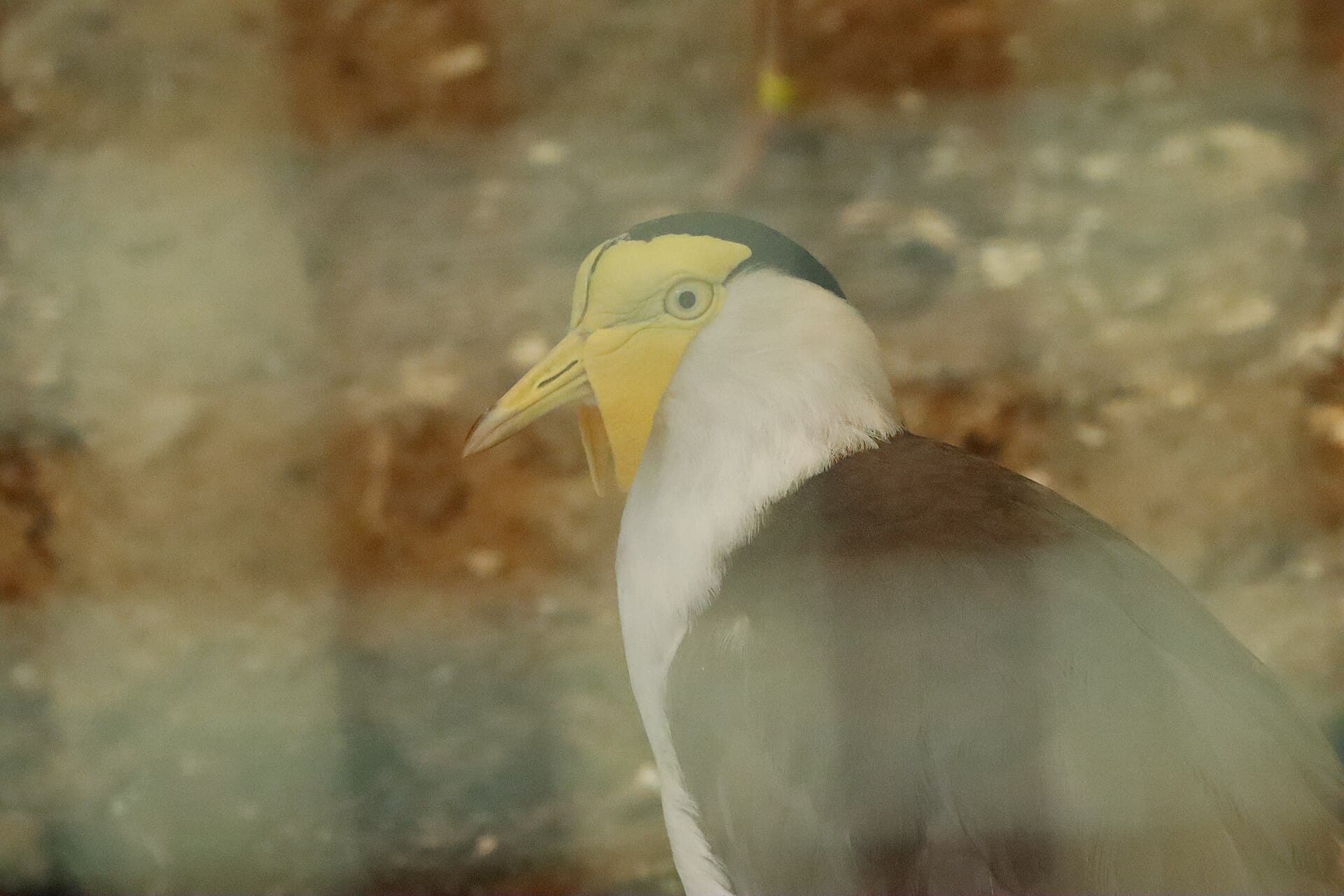 Maskerkievit (Vanellus miles) - Vanellus miles.003 - Avifauna