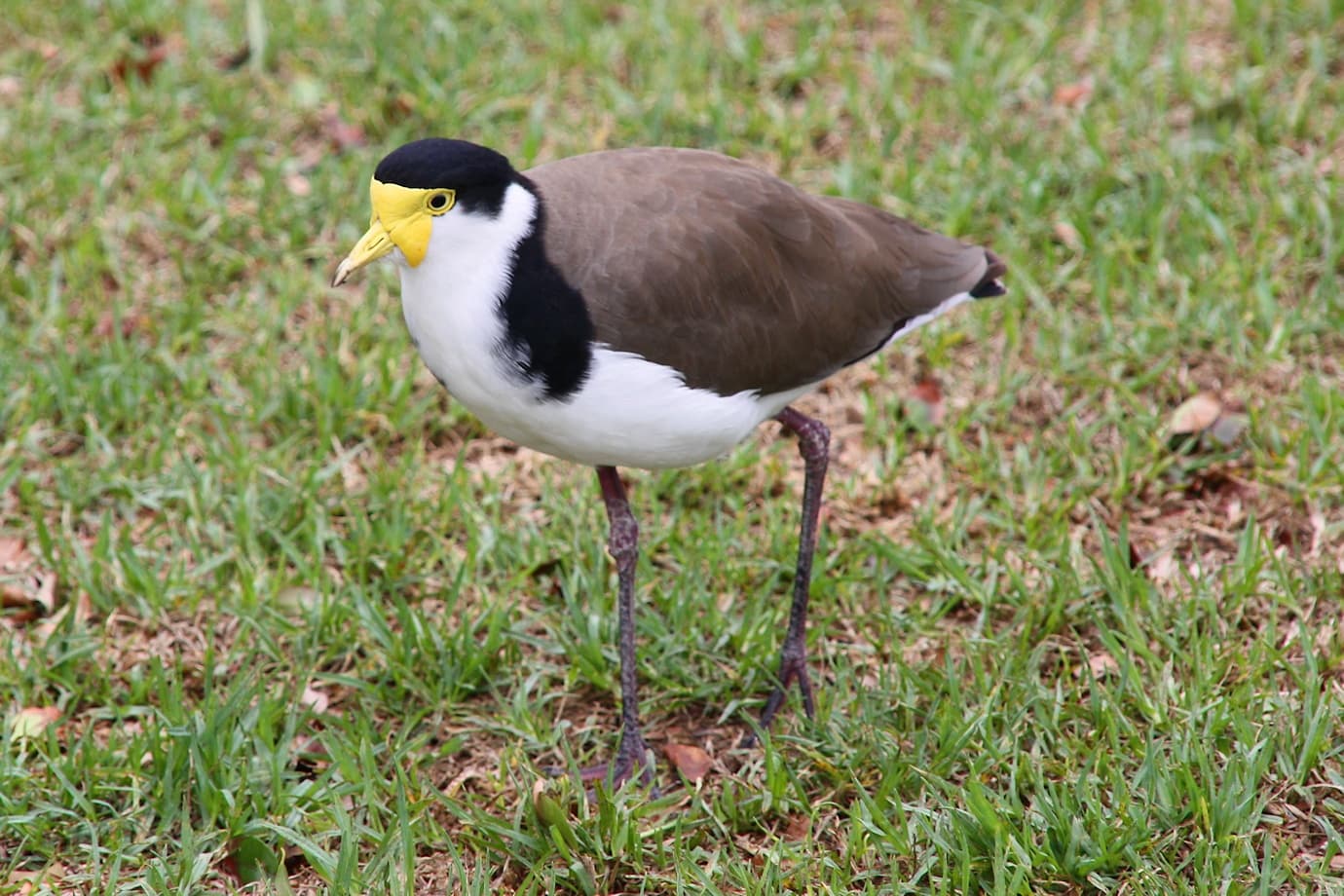 Maskerkievit (Vanellus miles) - 04 Masked lapwing (Vanellus miles) - fauna in Sydney, Australia