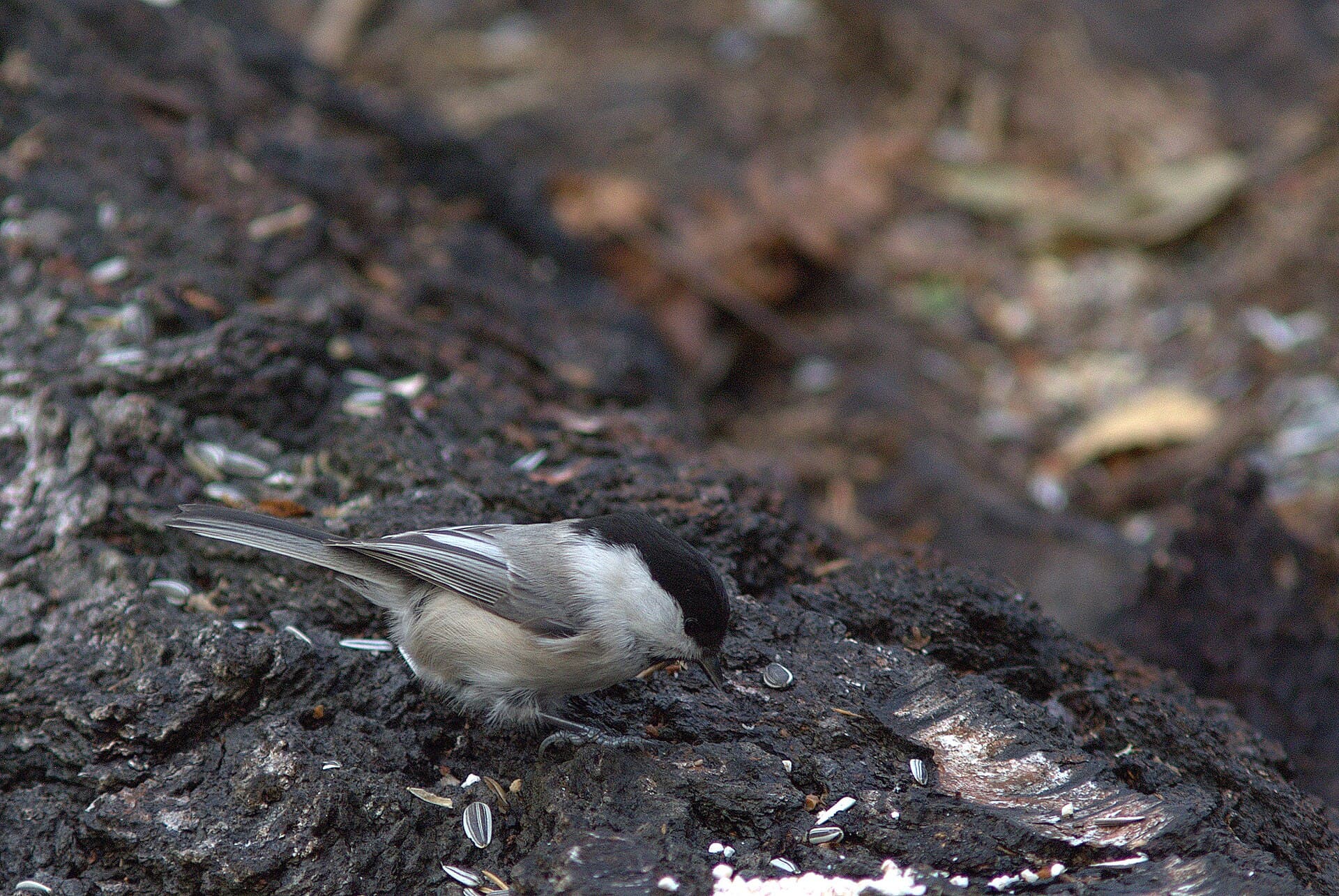 Matkop (Poecile montanus) - Poecile montanus, Kotka, Finland 1