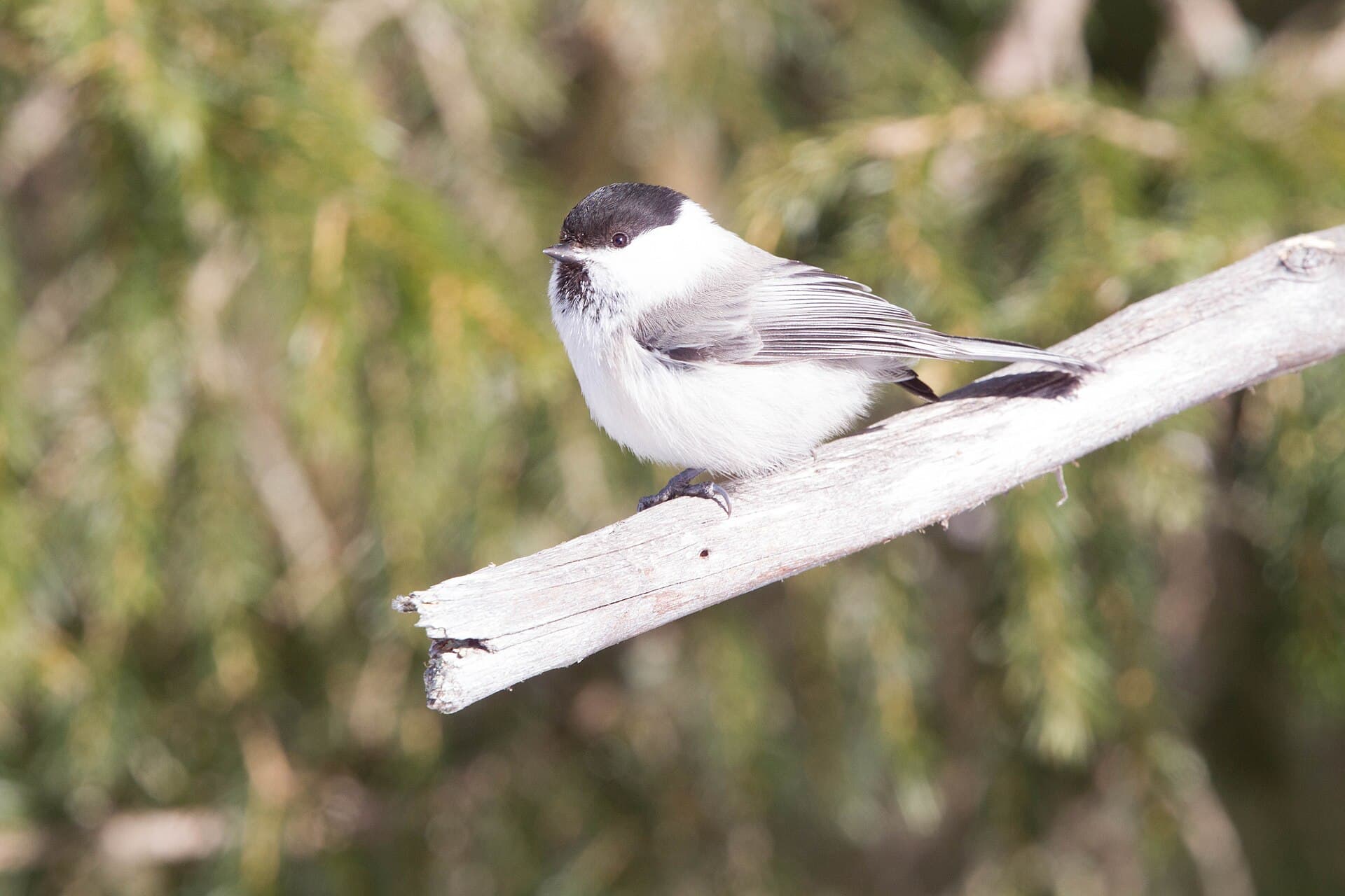 Matkop (Poecile montanus) - Willow Tit (Poecile montanus) (13667792105)