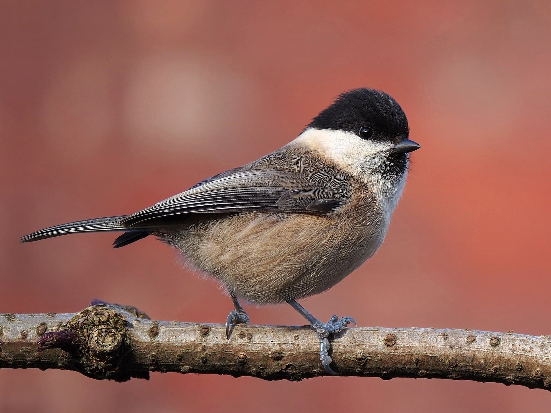 Matkop (Poecile montanus) - Poecile montanus kleinschmidti