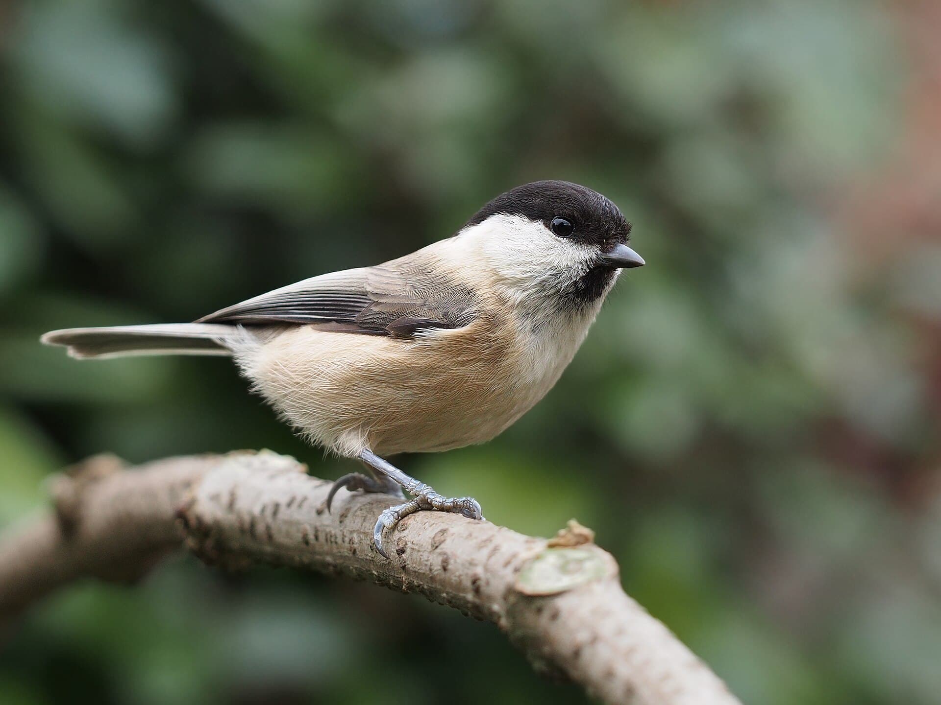 Matkop (Poecile montanus) - Poecile montanus kleinschmidti 2
