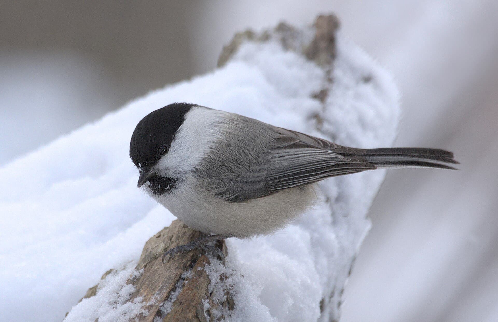 Matkop (Poecile montanus) - Буроголовая гаичка (Poecile montanus), Деревлёвский ручей Битцевского леса