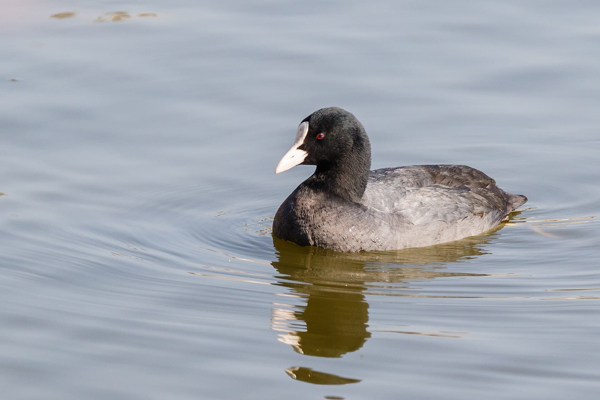 Meerkoet (Fulica atra) - Eurasian coot (Fulica atra) 05