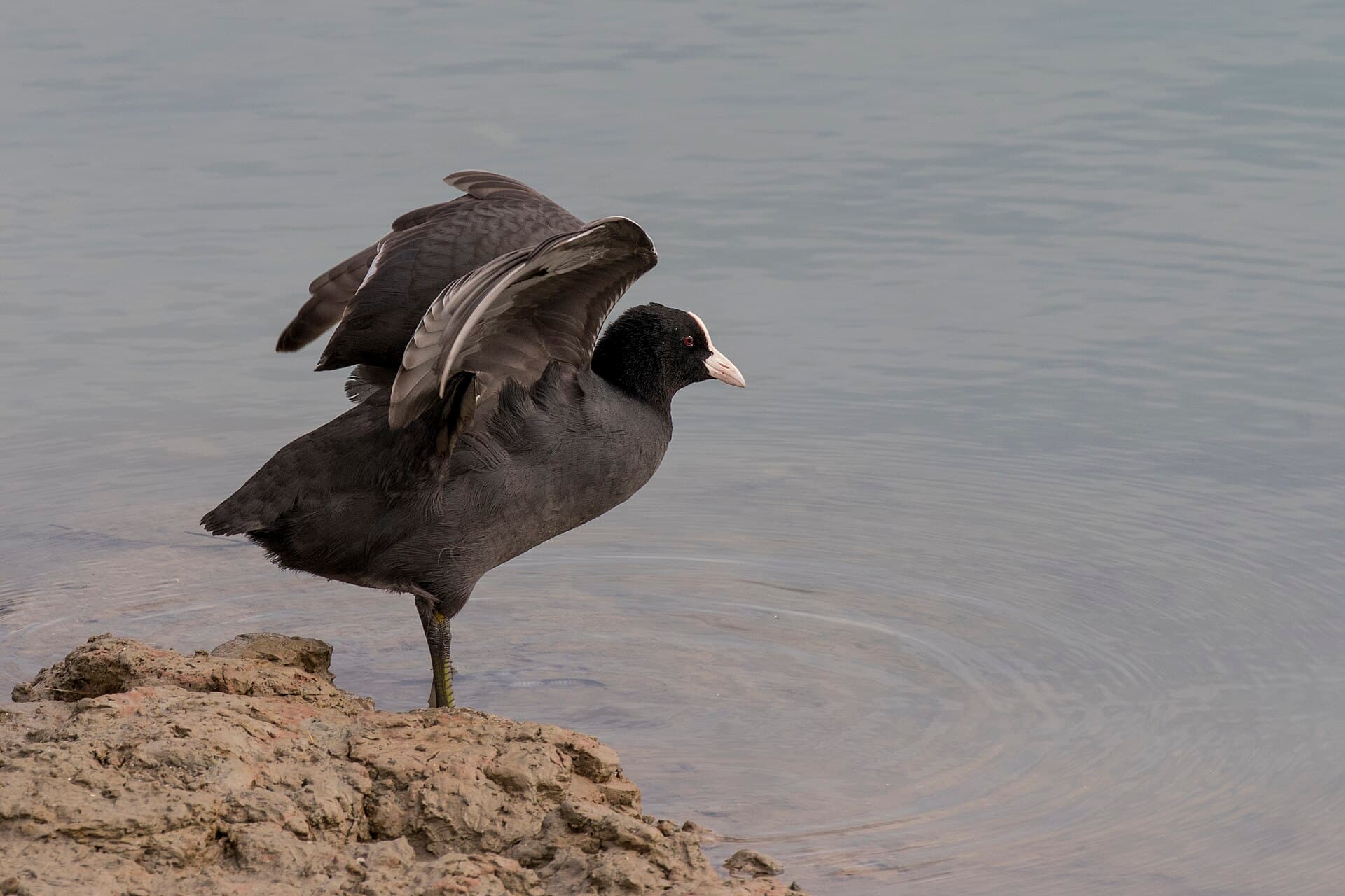 Meerkoet (Fulica atra) - Fulica atra - Common coot, Adana 2016-11-12 01-1