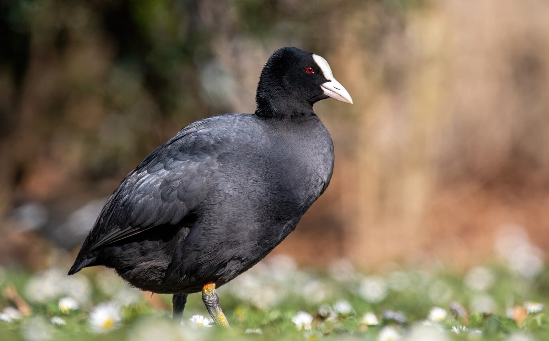 Meerkoet (Fulica atra) - Fulica atra Georges-Valbon 01
